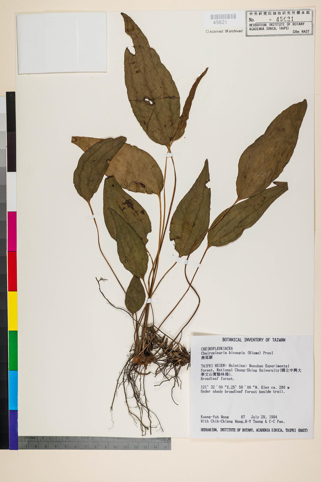 Sample image for viewer