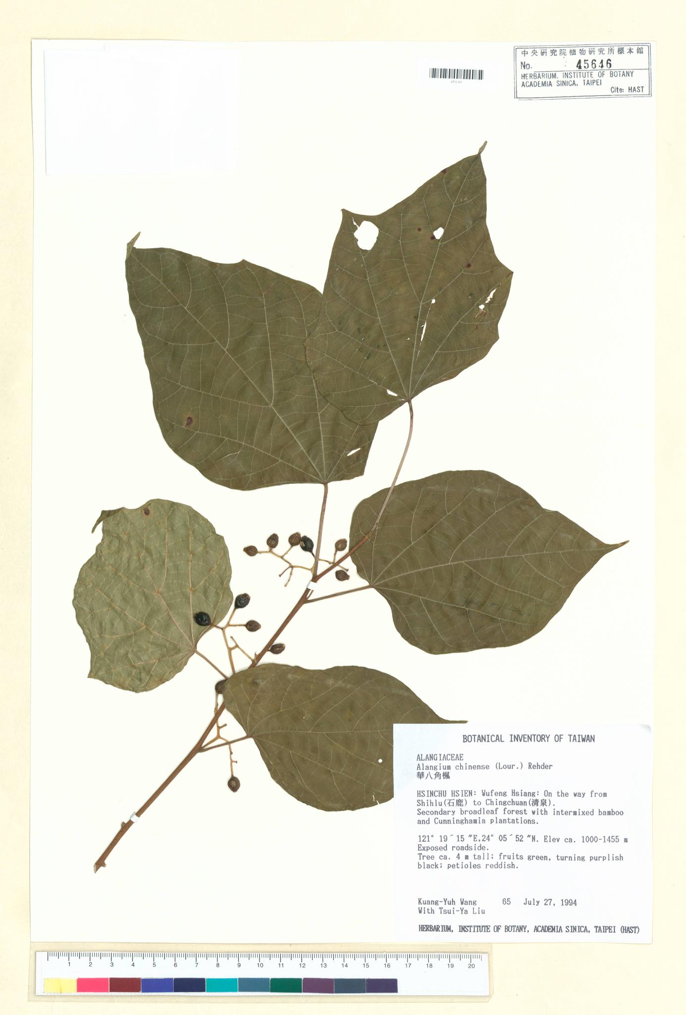 Sample image for viewer