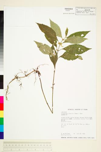 Paraphlomis gracilis (Hemsl.) Kudo