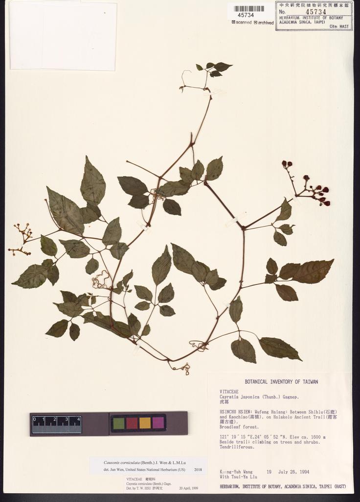 <Unit #9687 Wang, Kuang-Yuh | 王光玉 | 19:: | Causonis corniculata (Benth.) J.Wen & L.M.Lu >