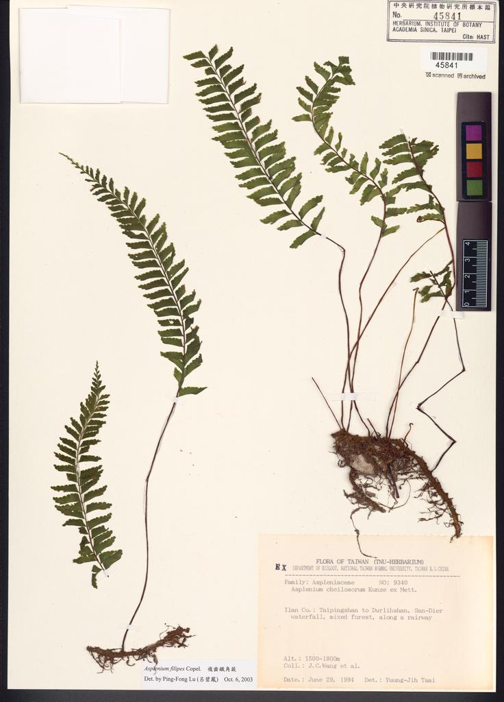 <Unit #48076 Wang, Jenn-Che | 王震哲 | 9340:: | Asplenium filipes Copel.>
