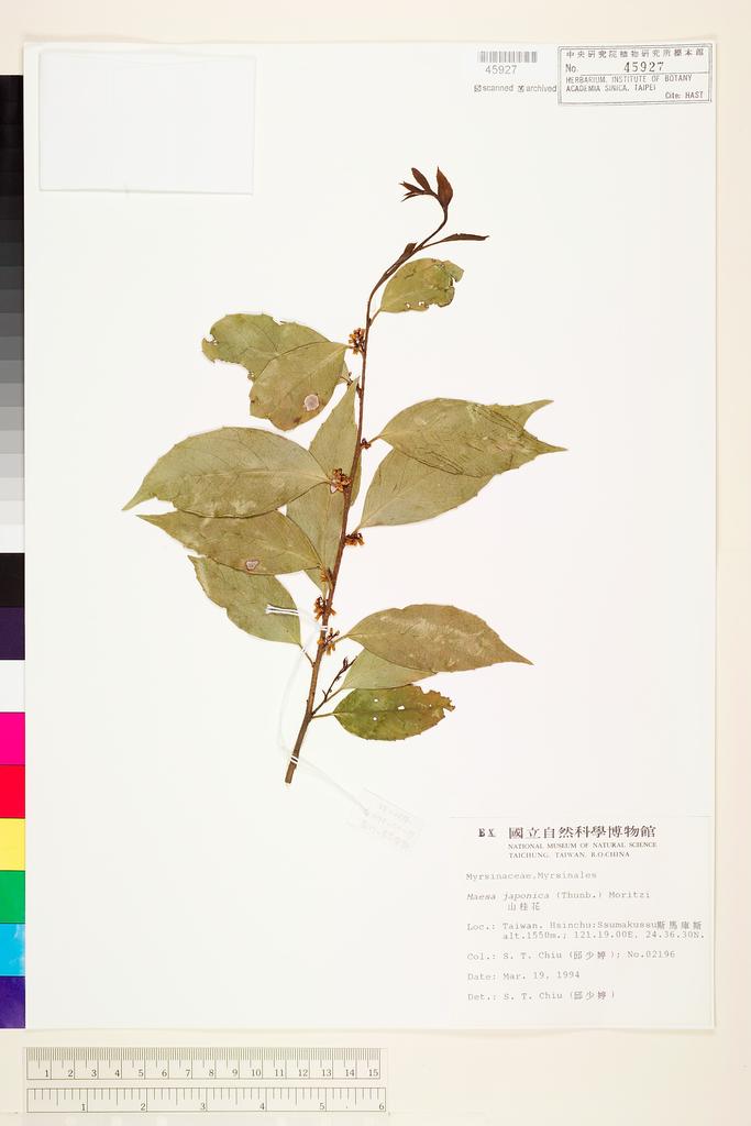 <Unit #42893 Chiu, Shau-Ting | 邱少婷 | 2196:: | Maesa japonica (Thunb.) Moritzi ex Zoll.>