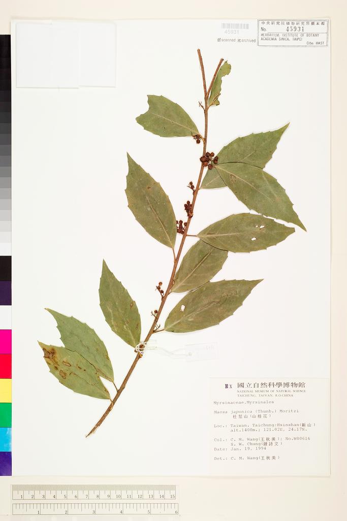 <Unit #44388 Wang, Chiu-Mei | 王秋美 | 616:: | Maesa japonica (Thunb.) Moritzi ex Zoll.>