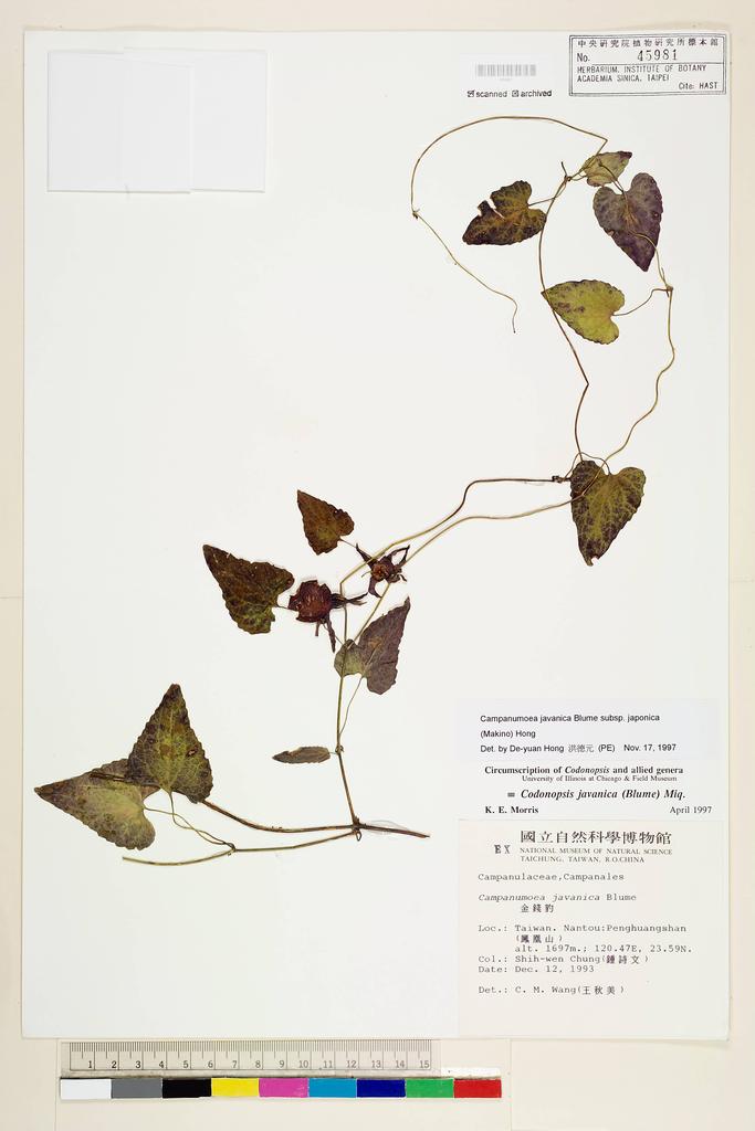 <Unit #47313 Chung, Shih-Wen | 鐘詩文 | s.n.:: | Campanumoea javanica subsp. japonica (Maxim. ex Makino) D.Y. Hong>