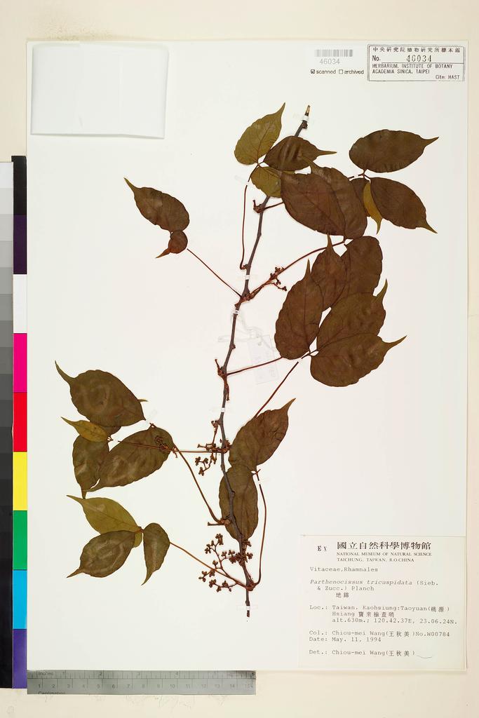 <Unit #44071 Wang, Chiu-Mei | 王秋美 | 784:: | Parthenocissus tricuspidata (Sieb. & Zucc.) Planch.>