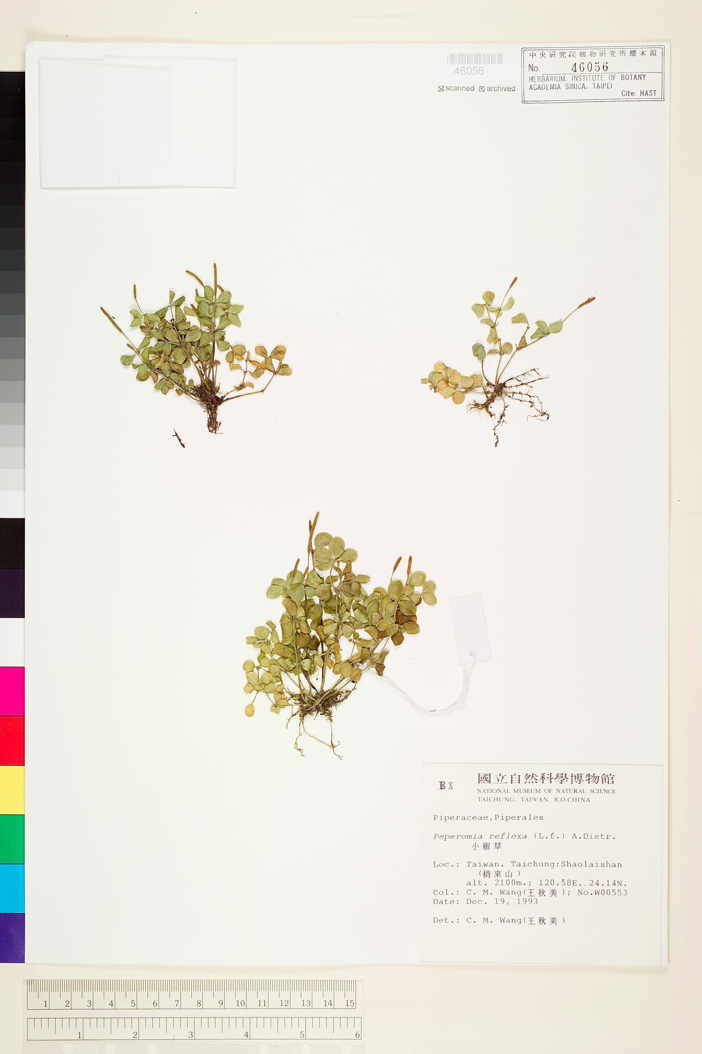 Sample image for viewer