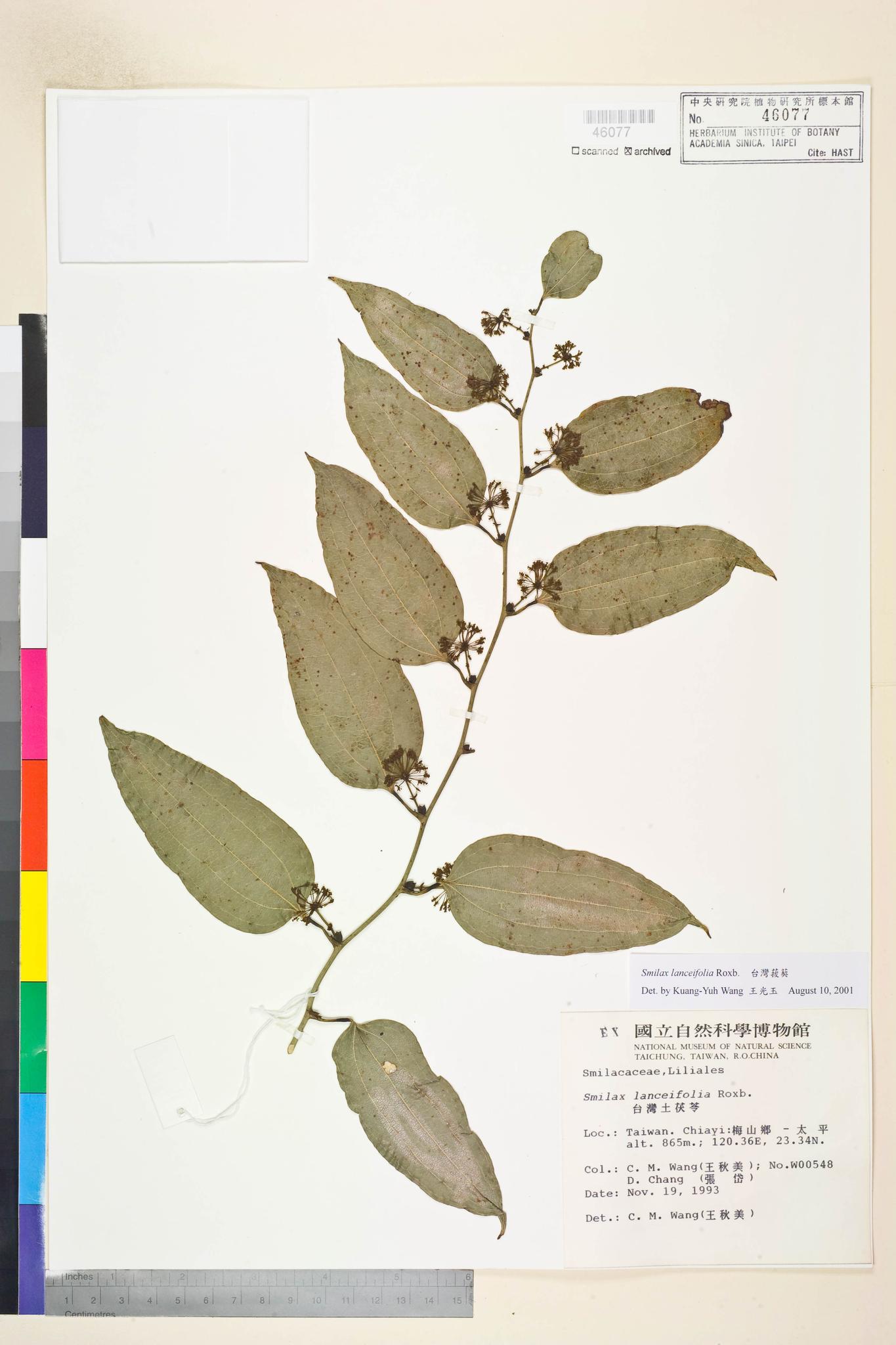 Sample image for viewer