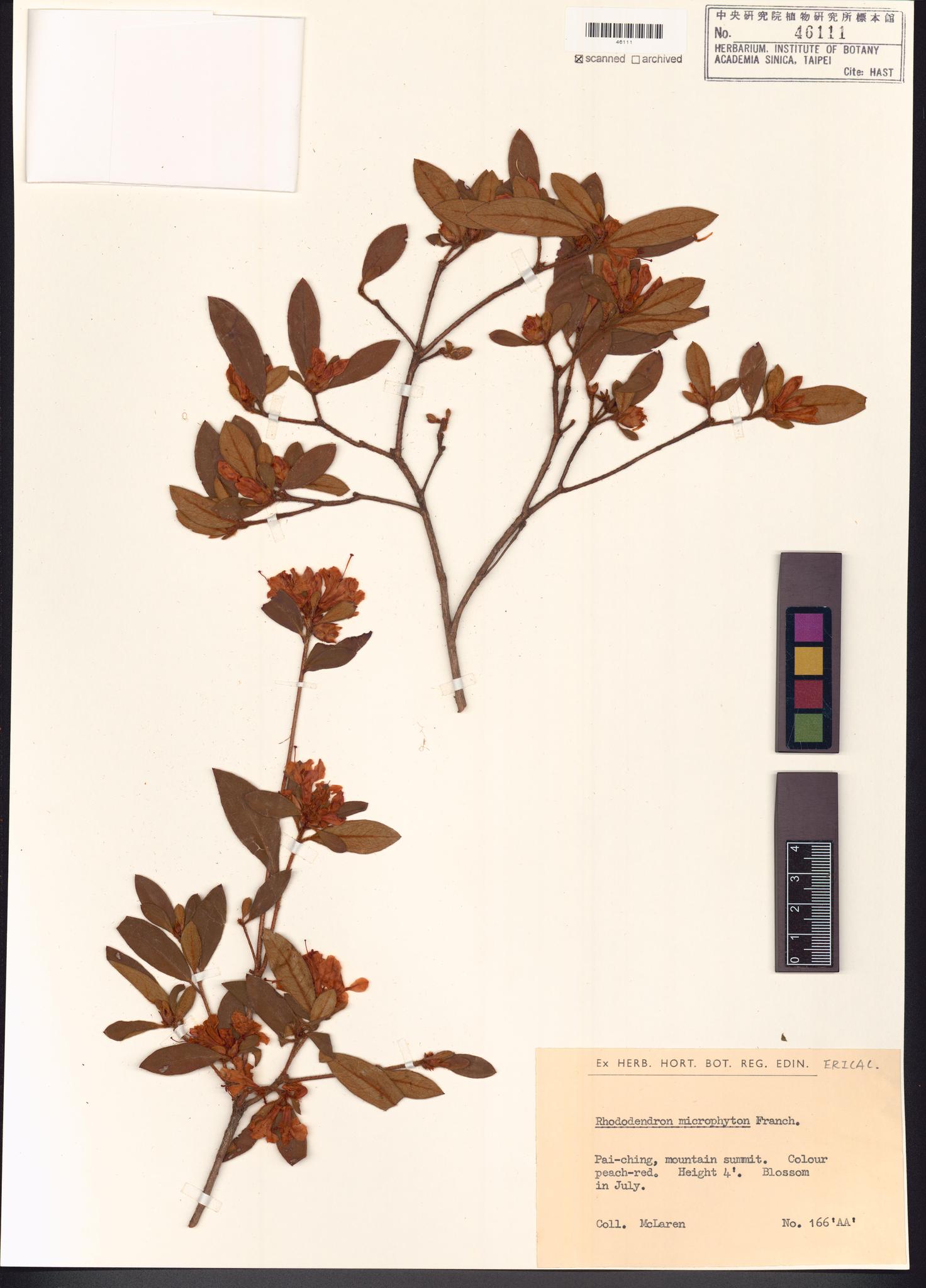 Sample image for viewer