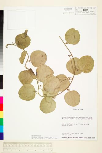 Cocculus trilobus (Thunb. ex Murray) DC.