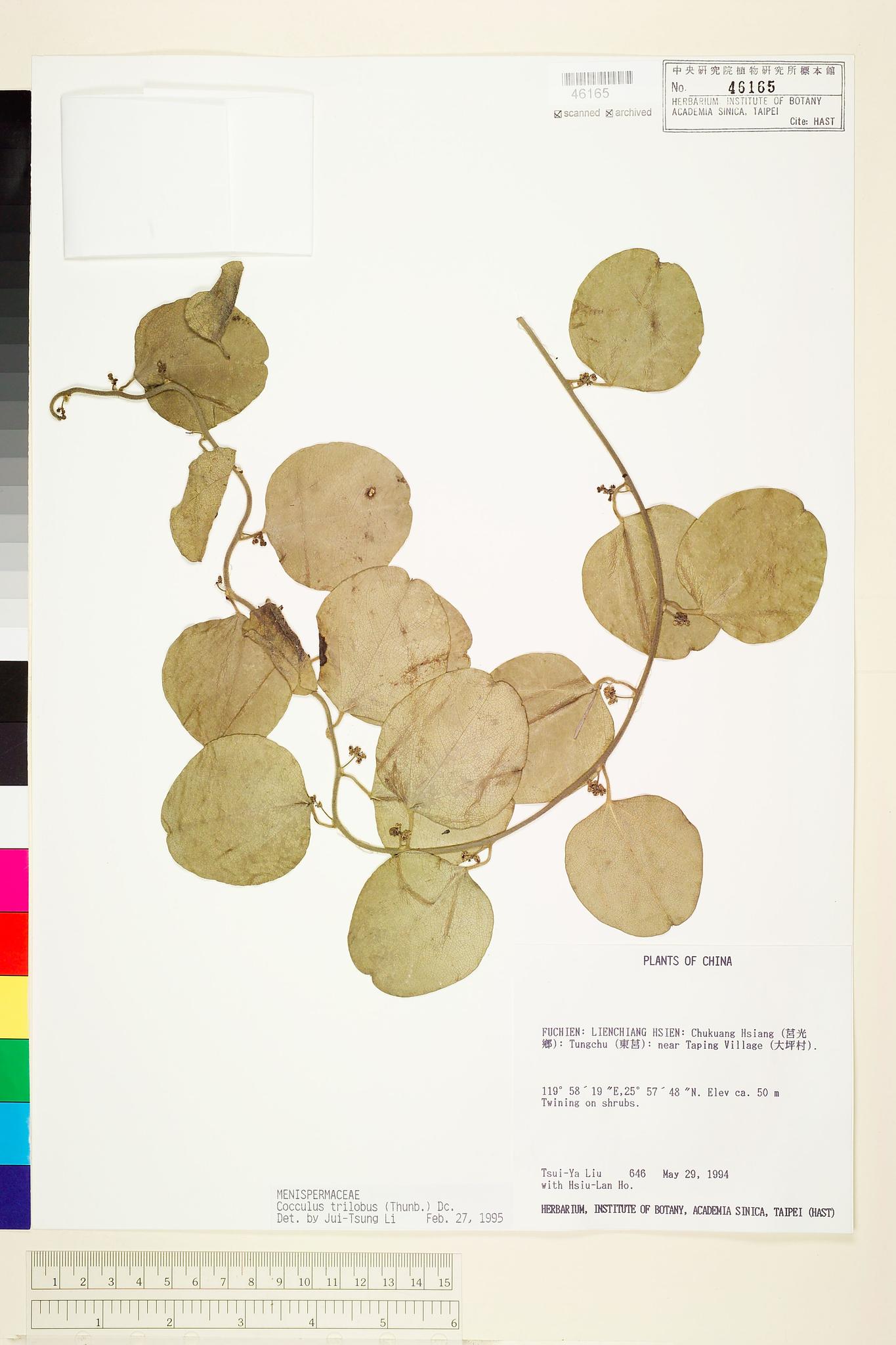 Specimen image