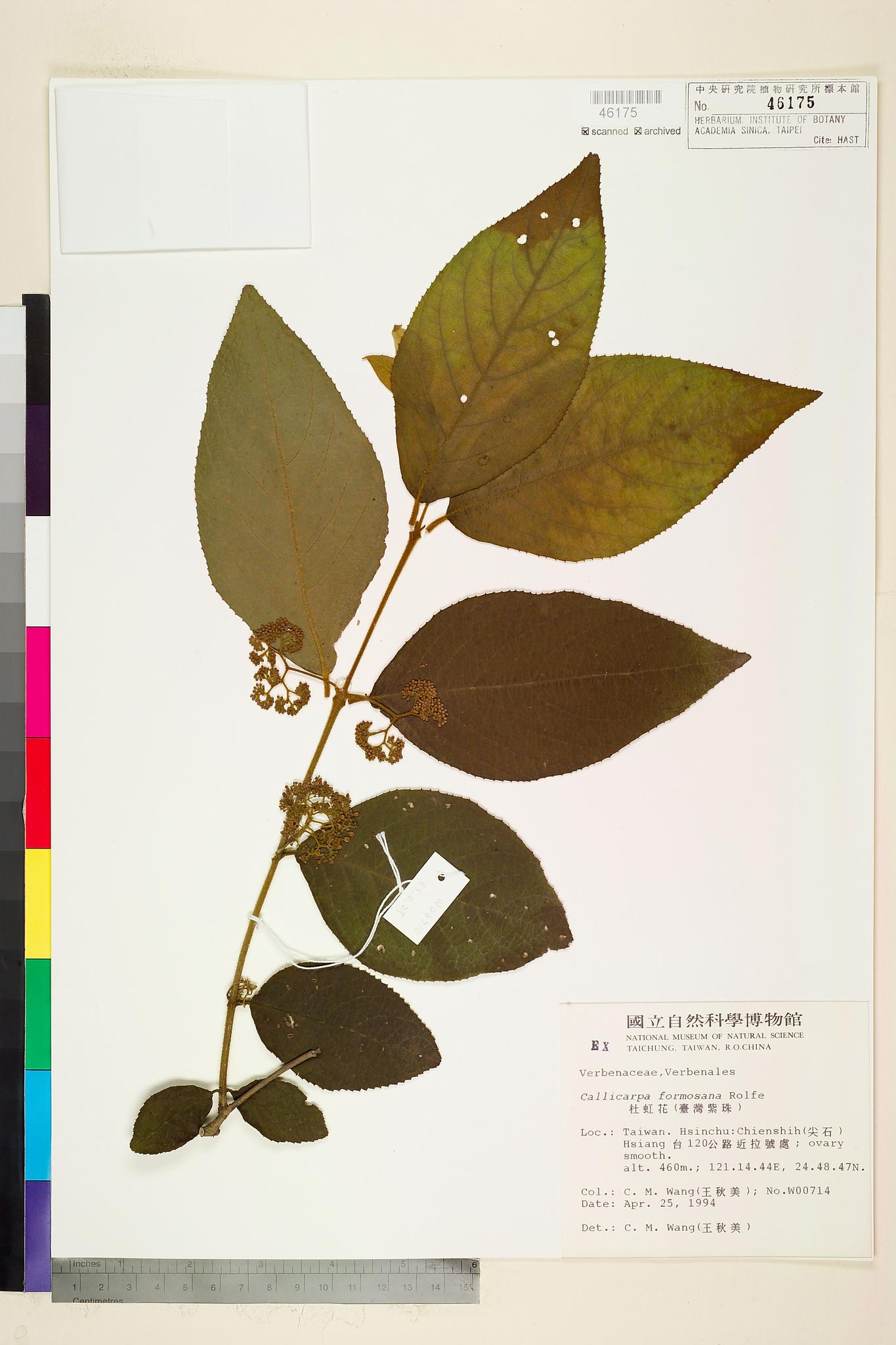Specimen image