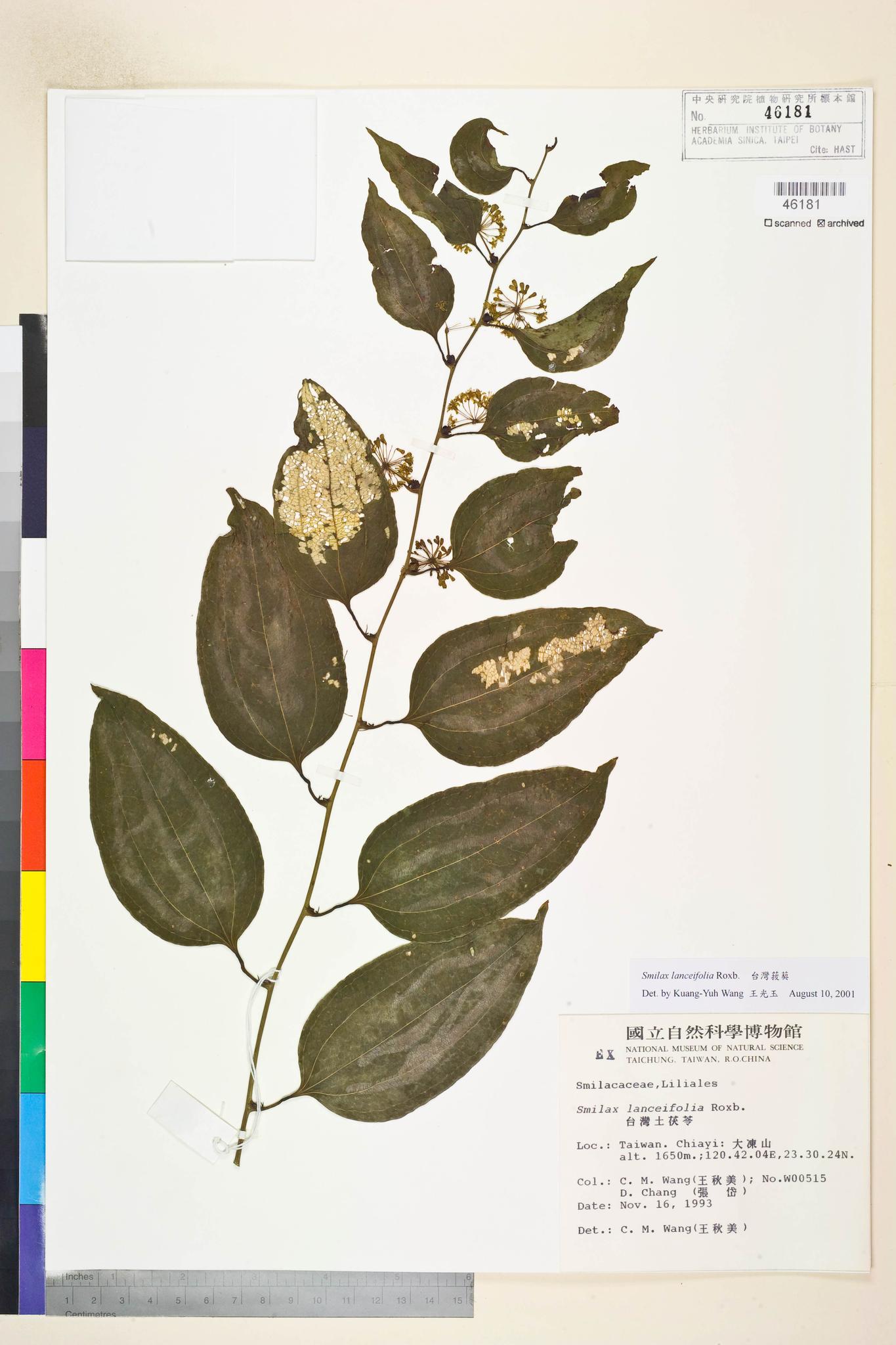 Sample image for viewer