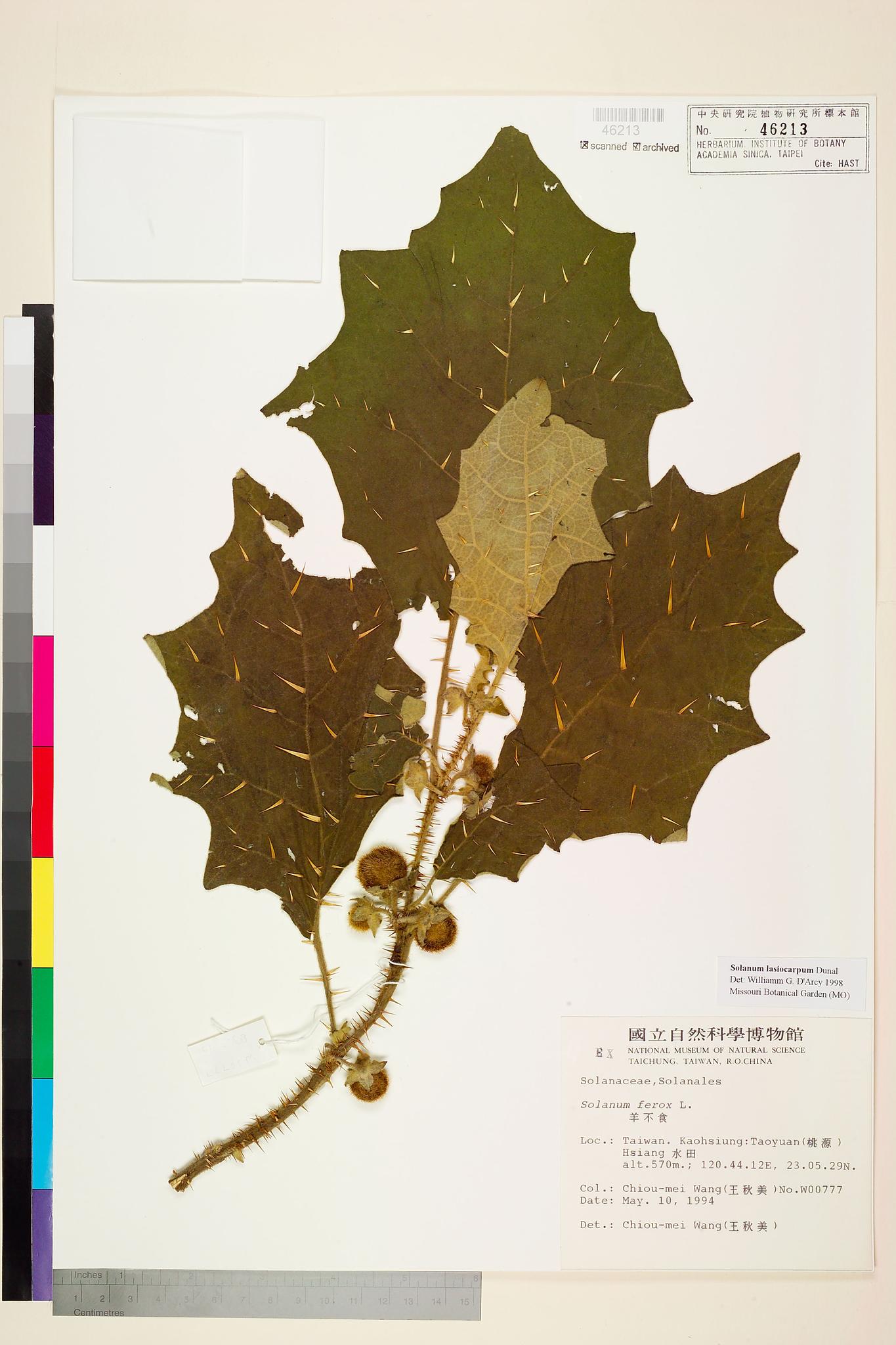 Sample image for viewer