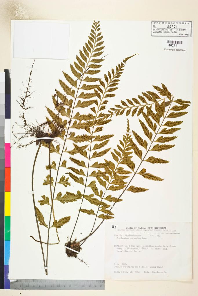 <Unit #82778 Lu, Yu-Chuan | 呂玉娟 | 1312:: | Asplenium cuneatum Lam.>
