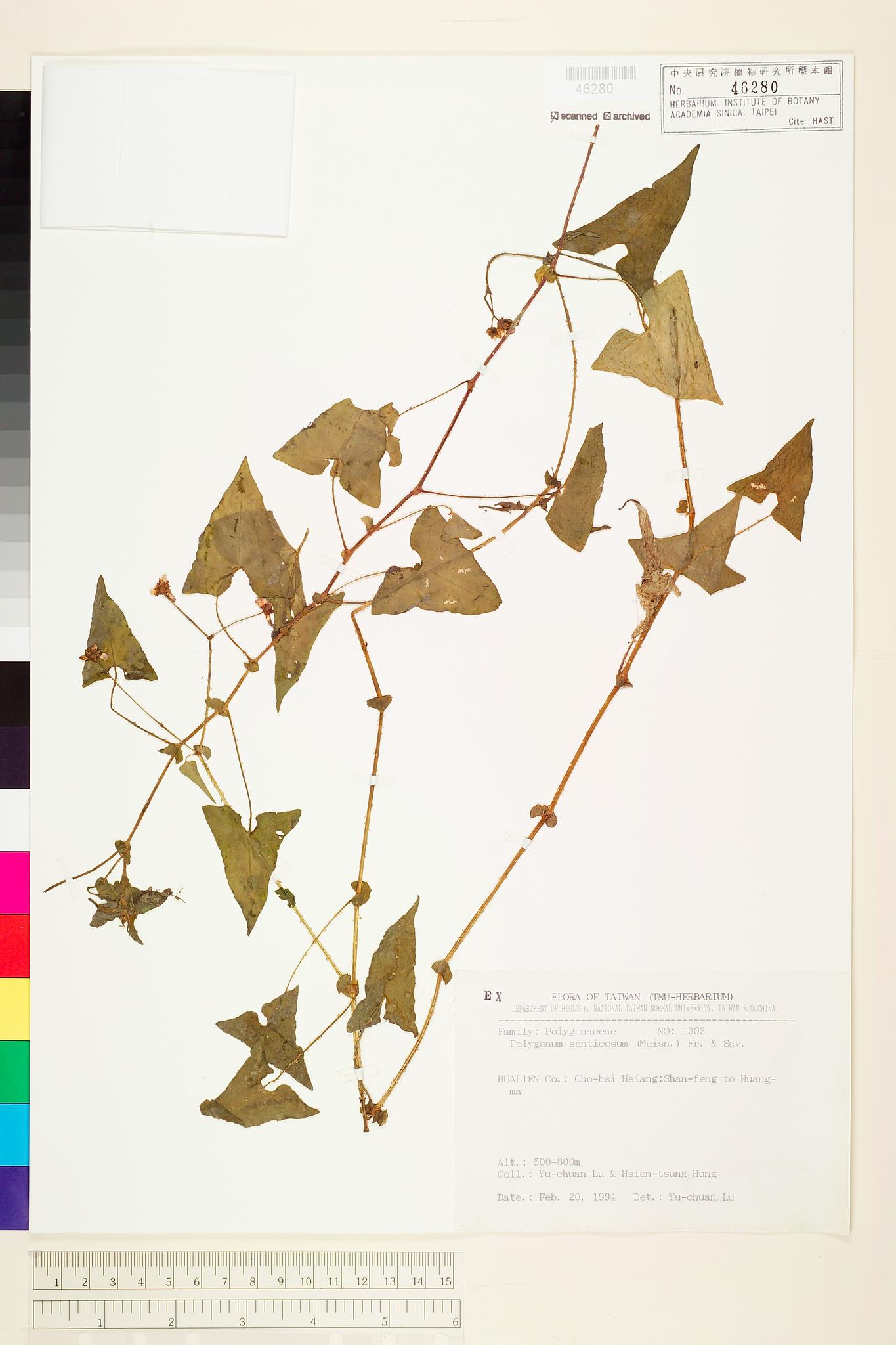 Sample image for viewer