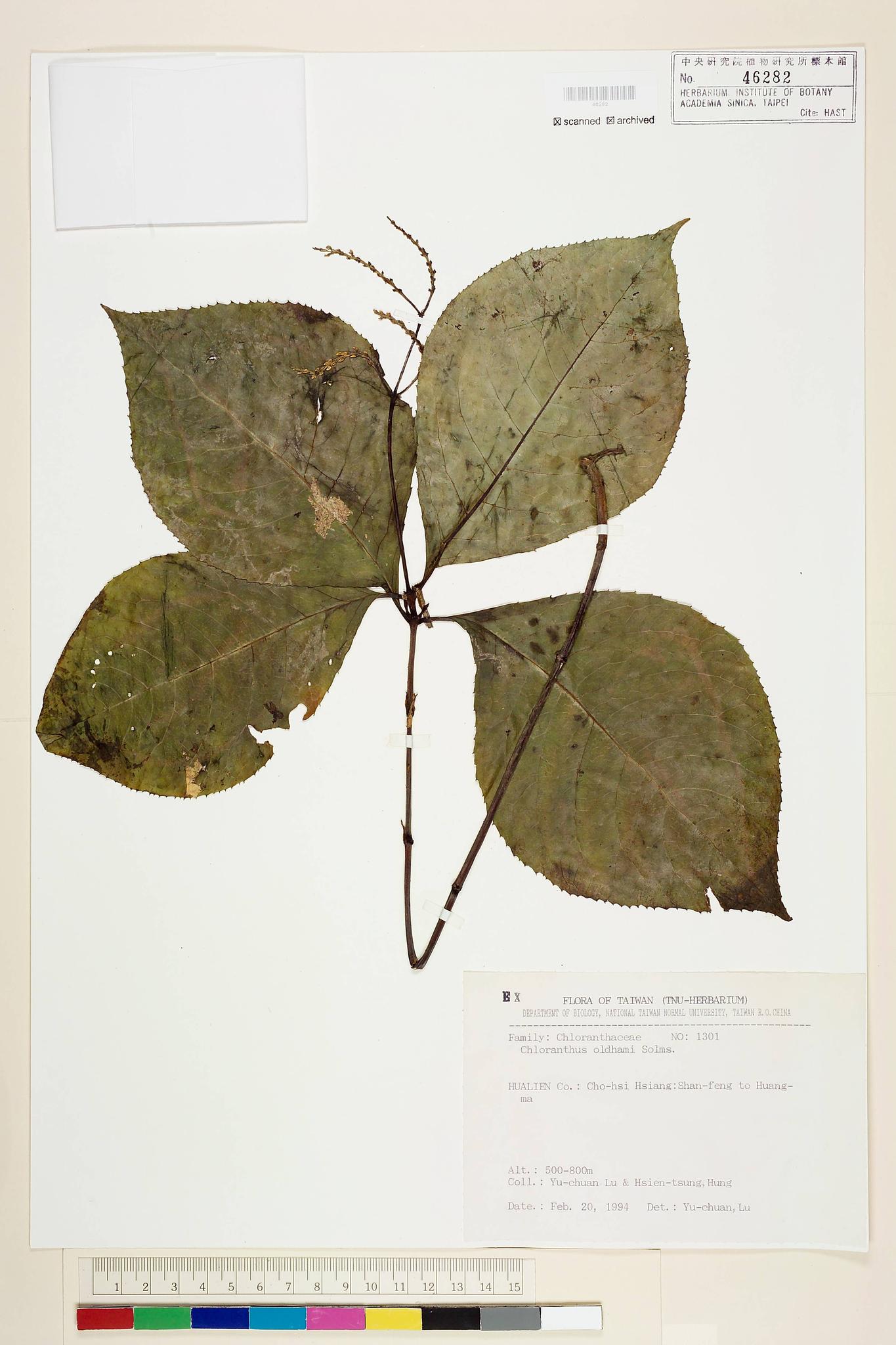 Sample image for viewer