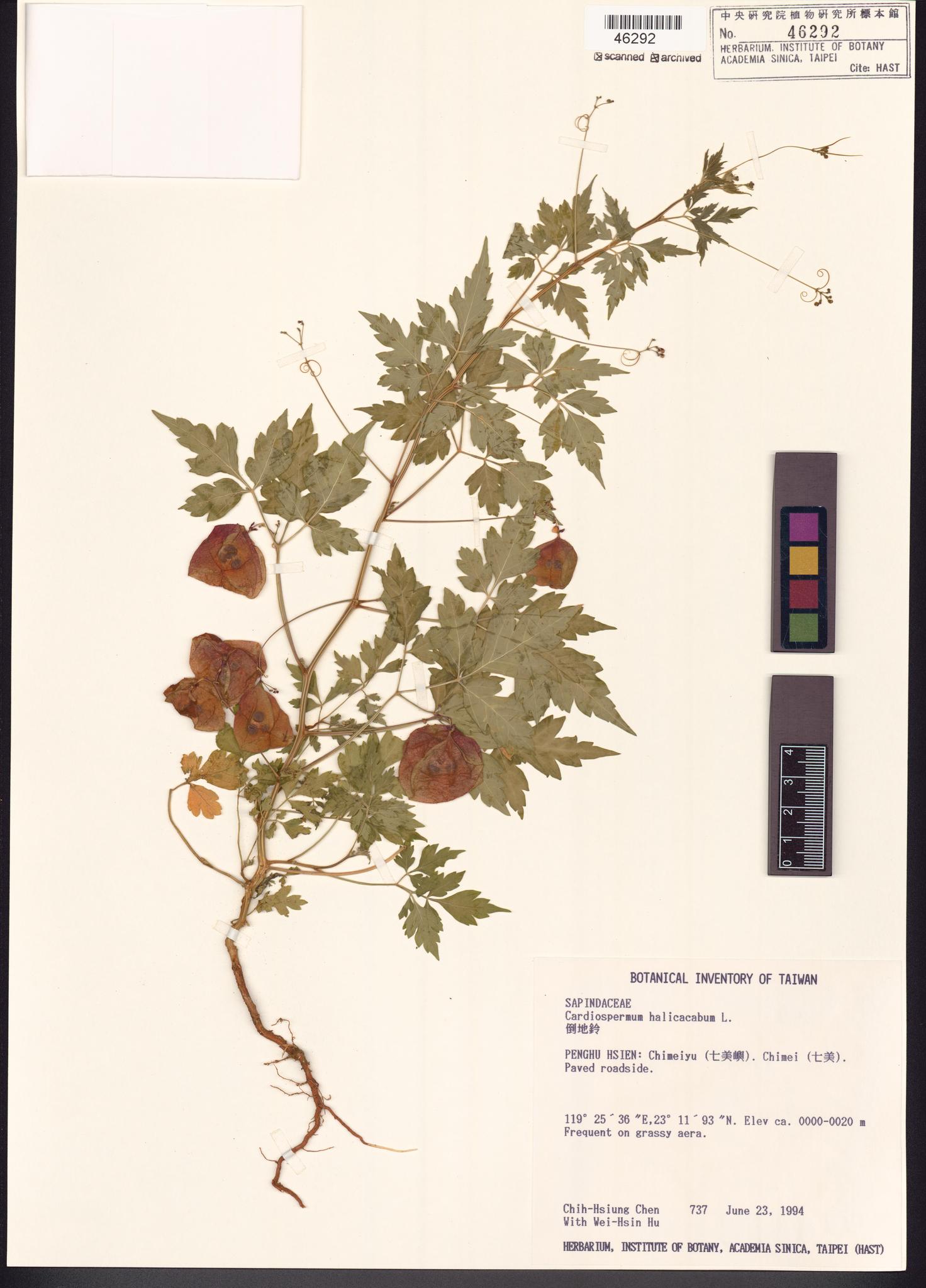 Sample image for viewer