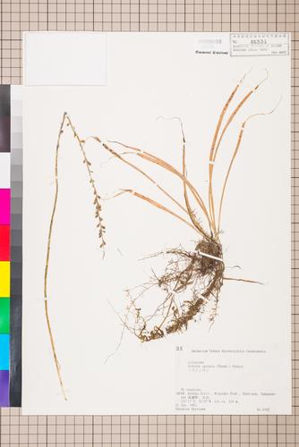 Aletris spicata (Thunb.) Franch.