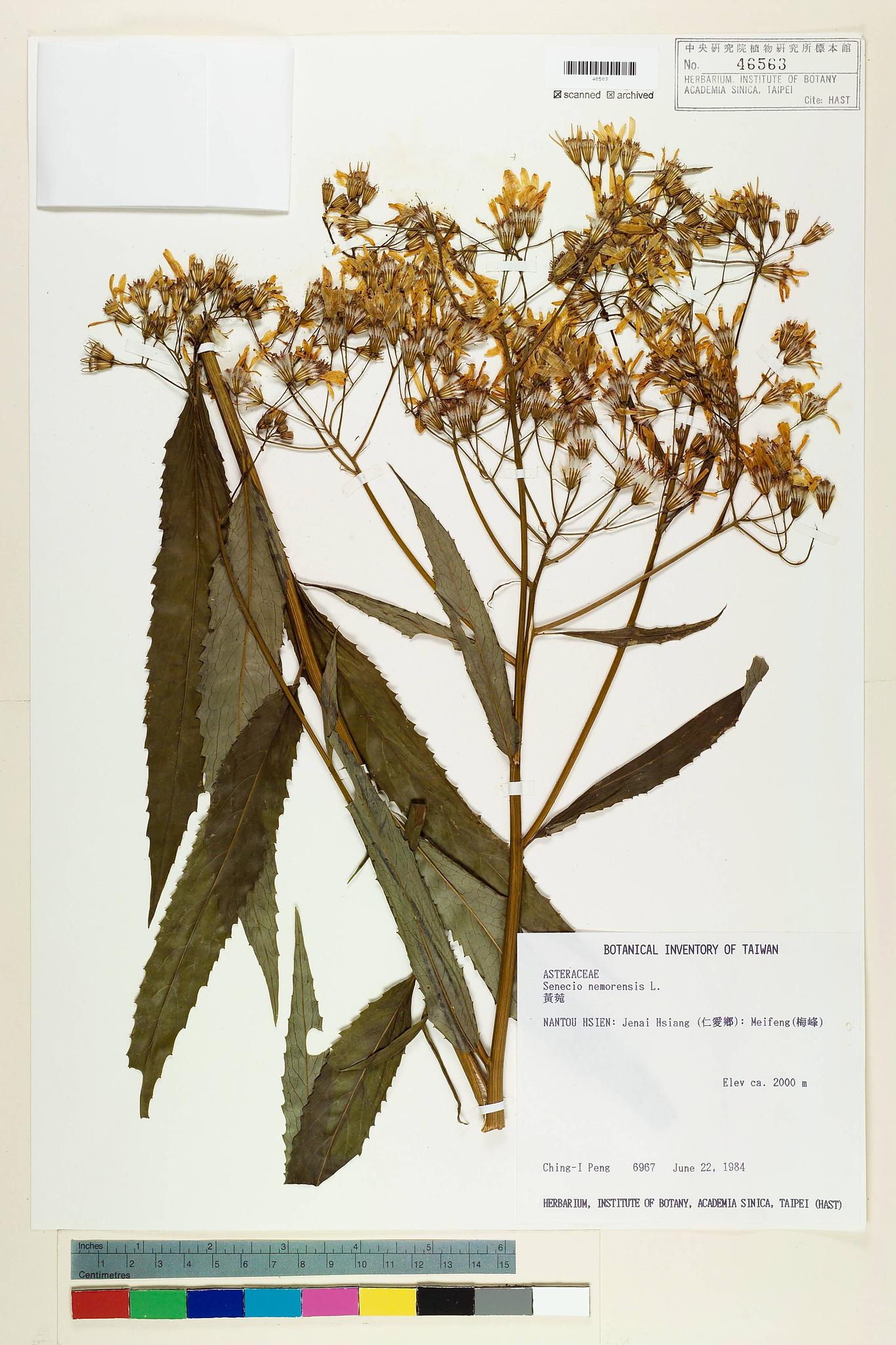 Sample image for viewer