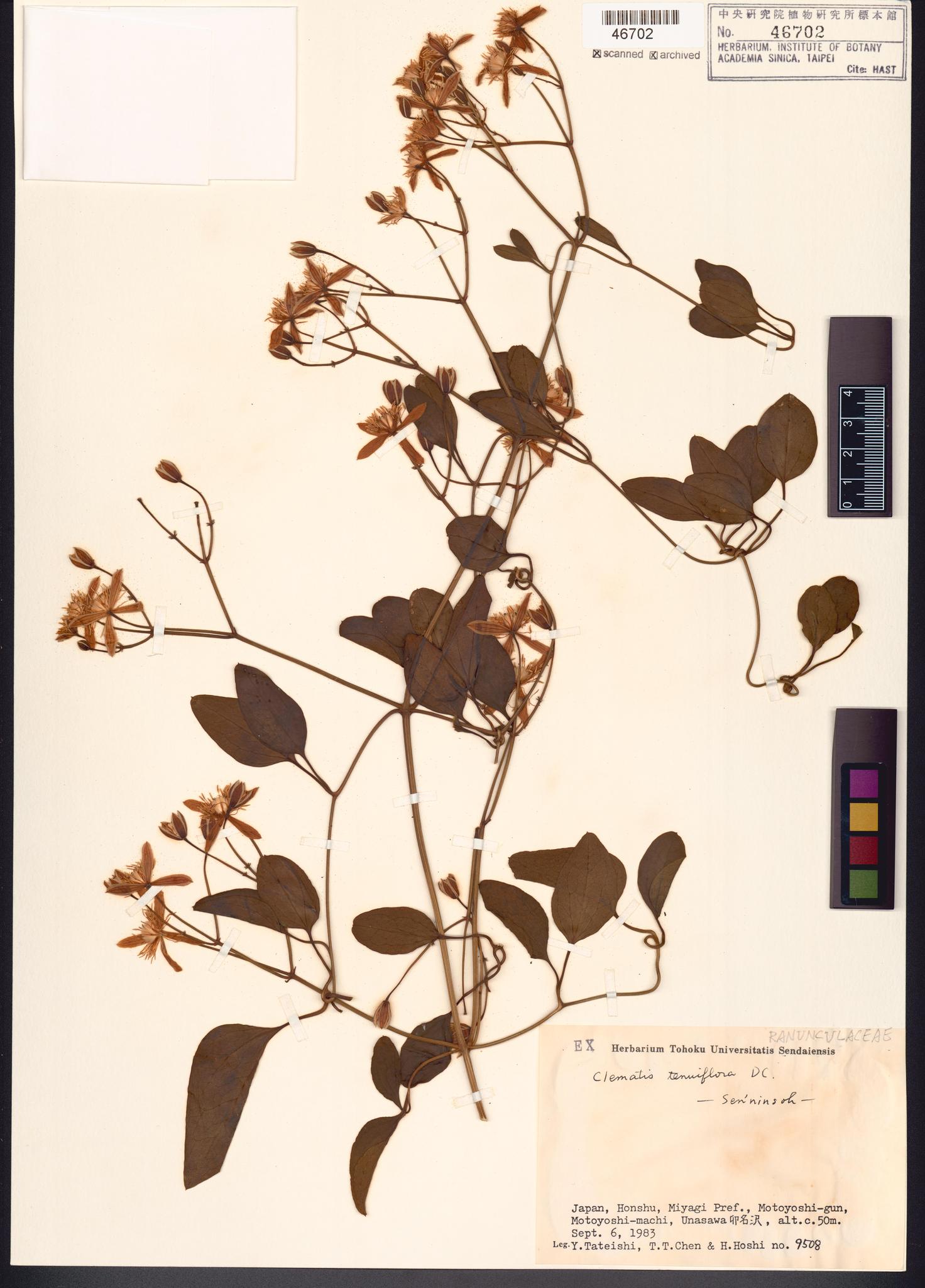 Sample image for viewer