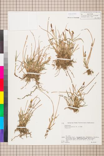 Carex curvicollis Franch. & Sav.
