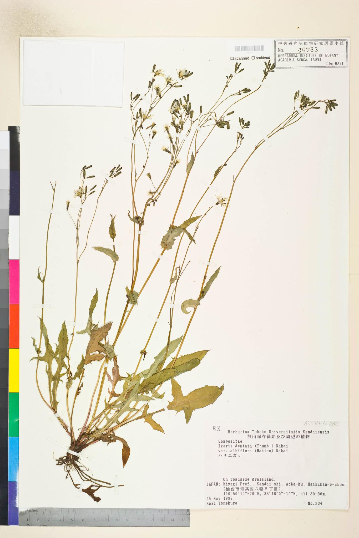 Specimen image