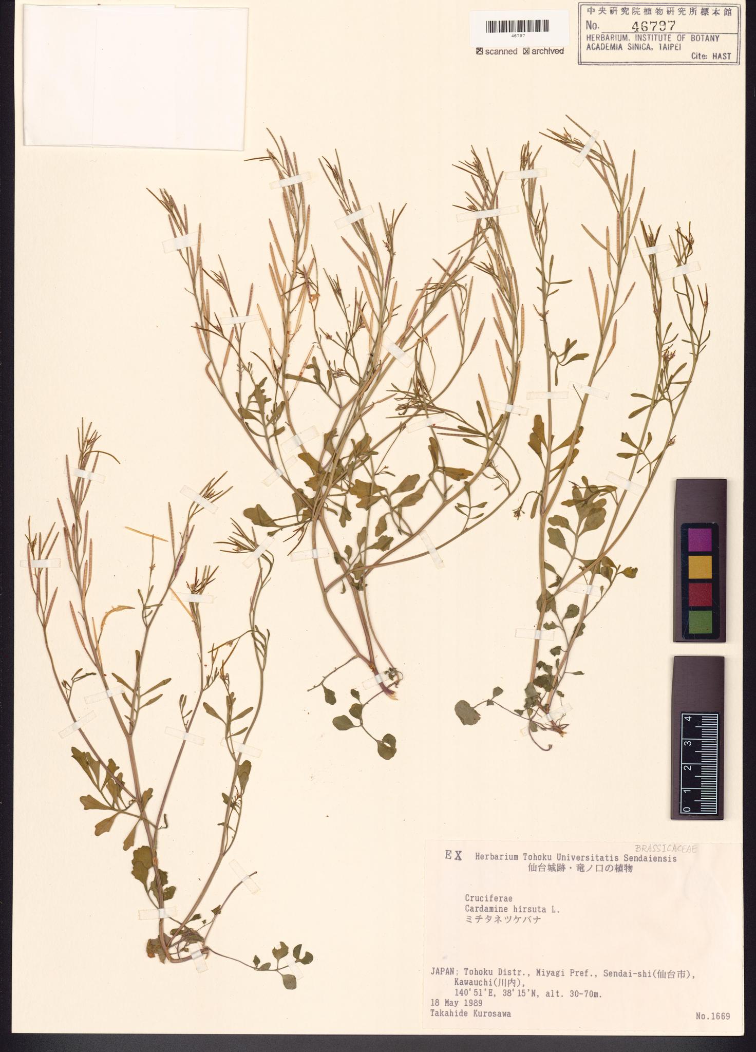 Sample image for viewer