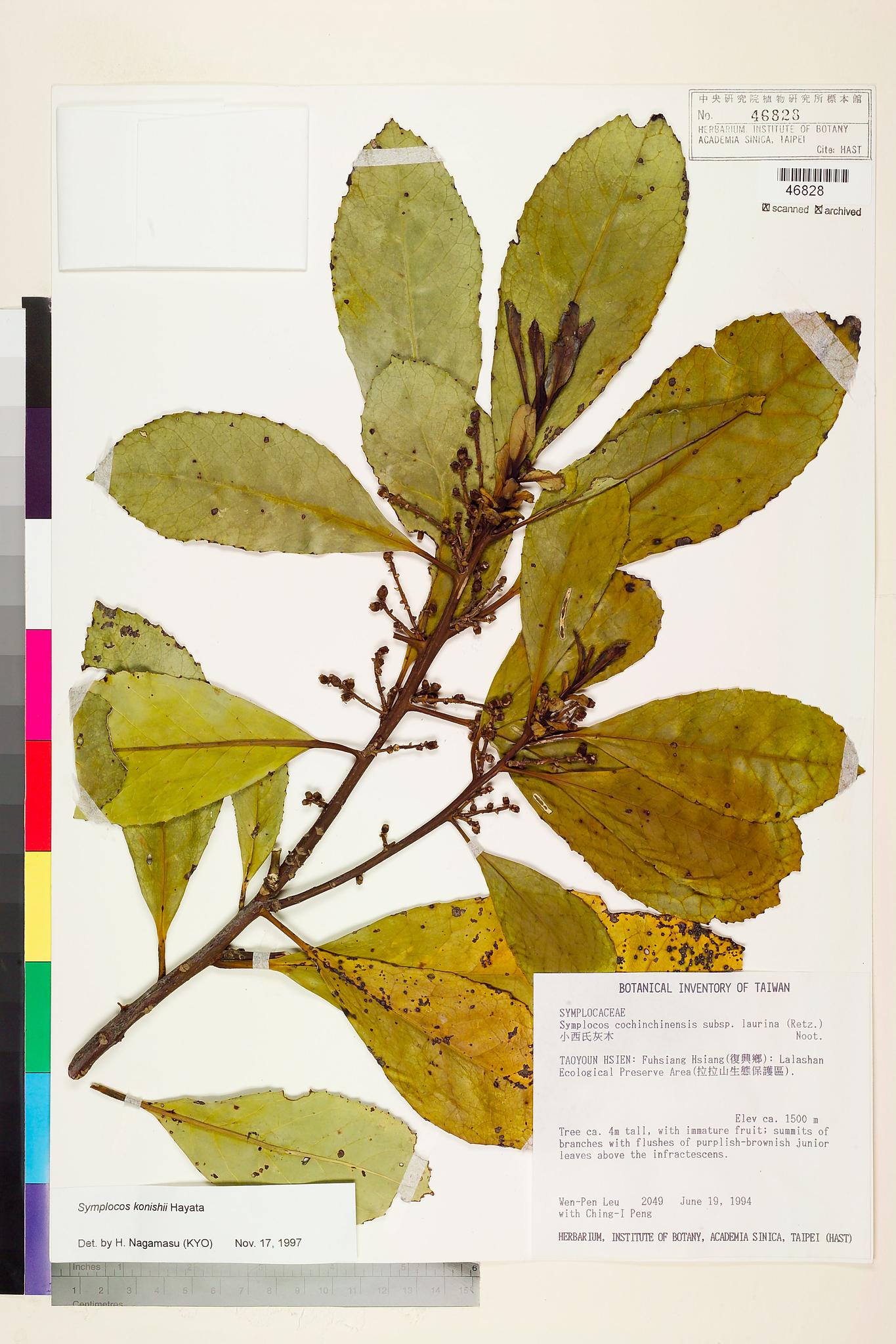 Sample image for viewer