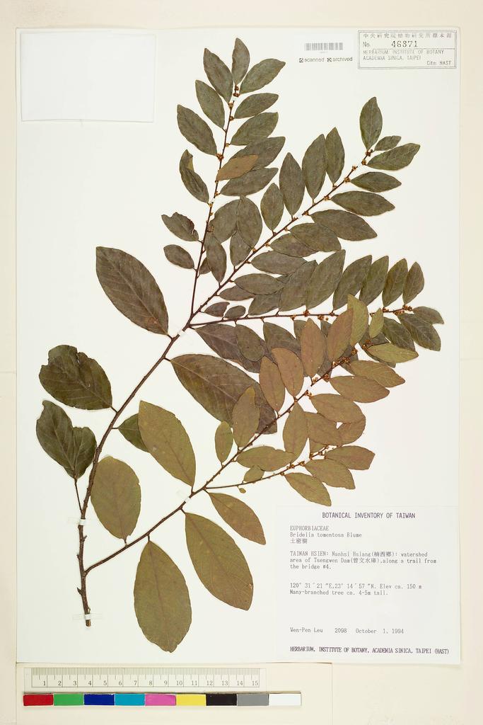 <Unit #10690 Leu, Wen-Pen | 呂文賓 | 2098:: | Bridelia tomentosa Bl.>