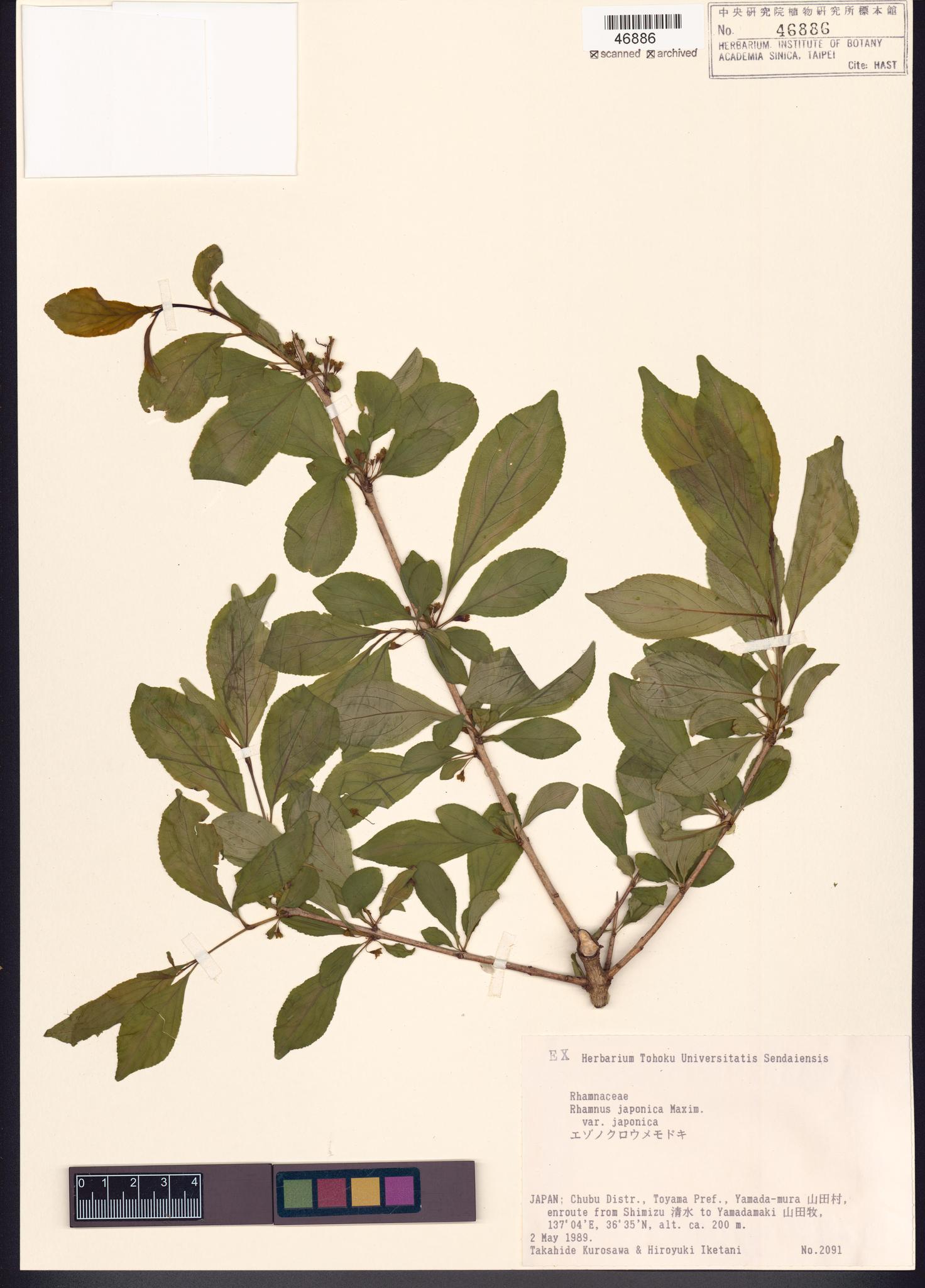 Specimen image