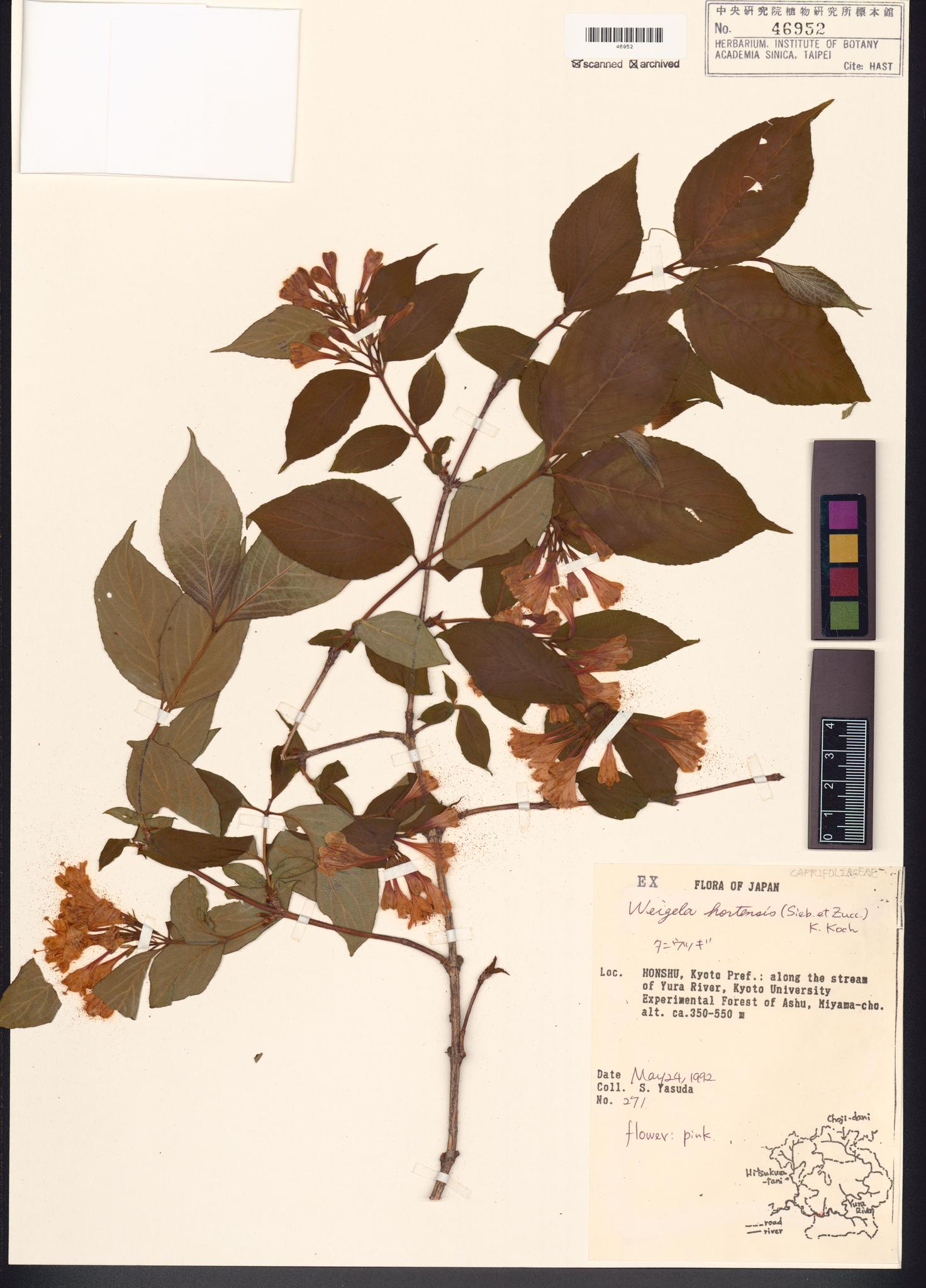 Sample image for viewer