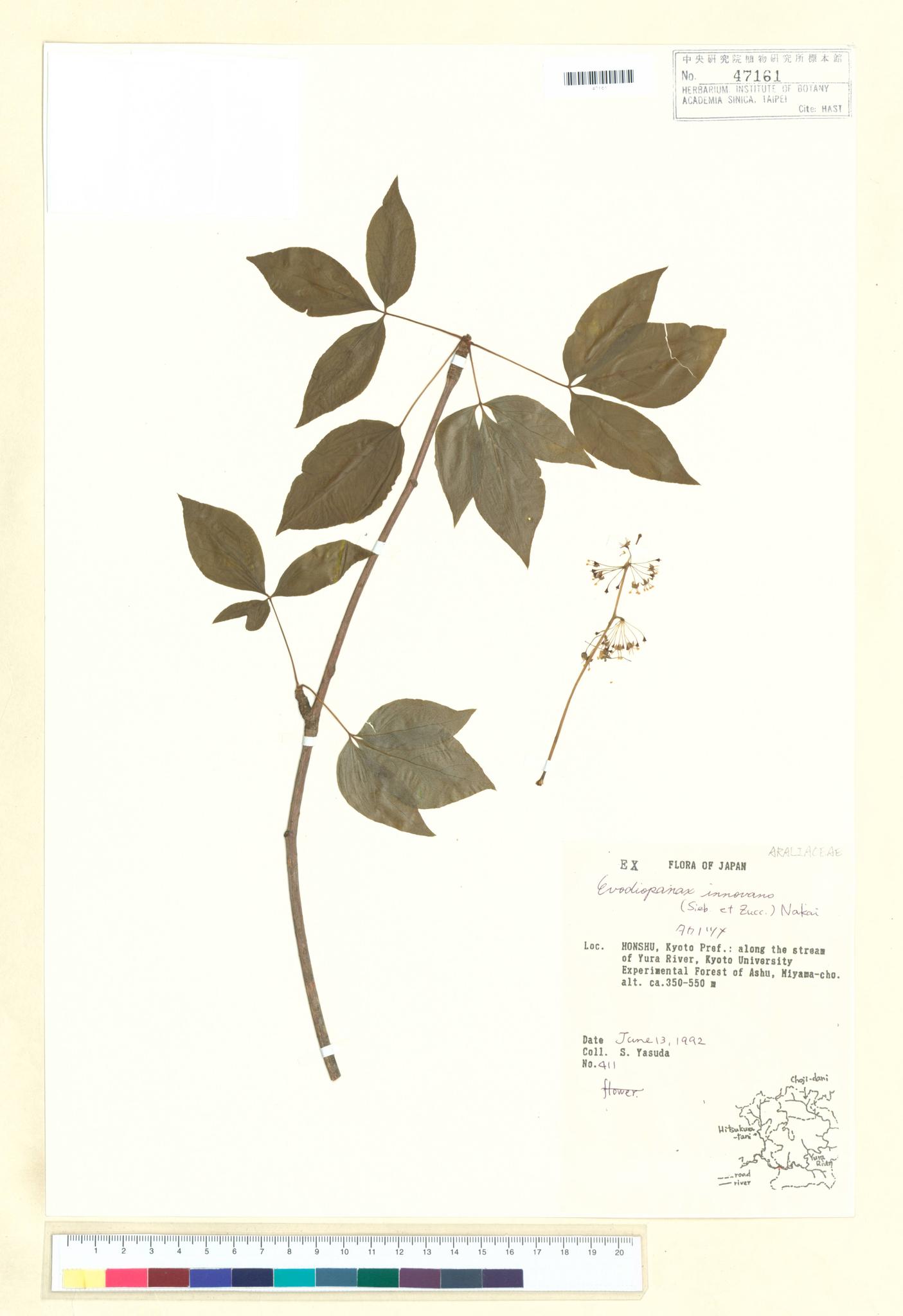 Sample image for viewer