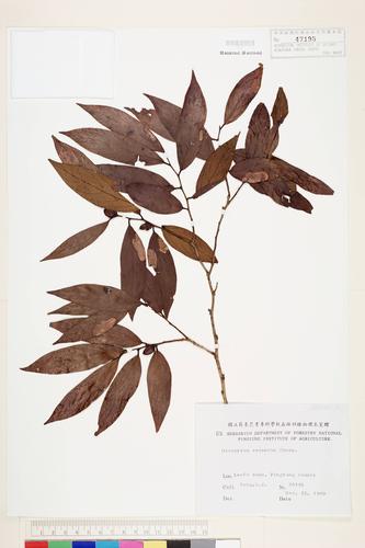 Diospyros eriantha Champ. ex Benth.