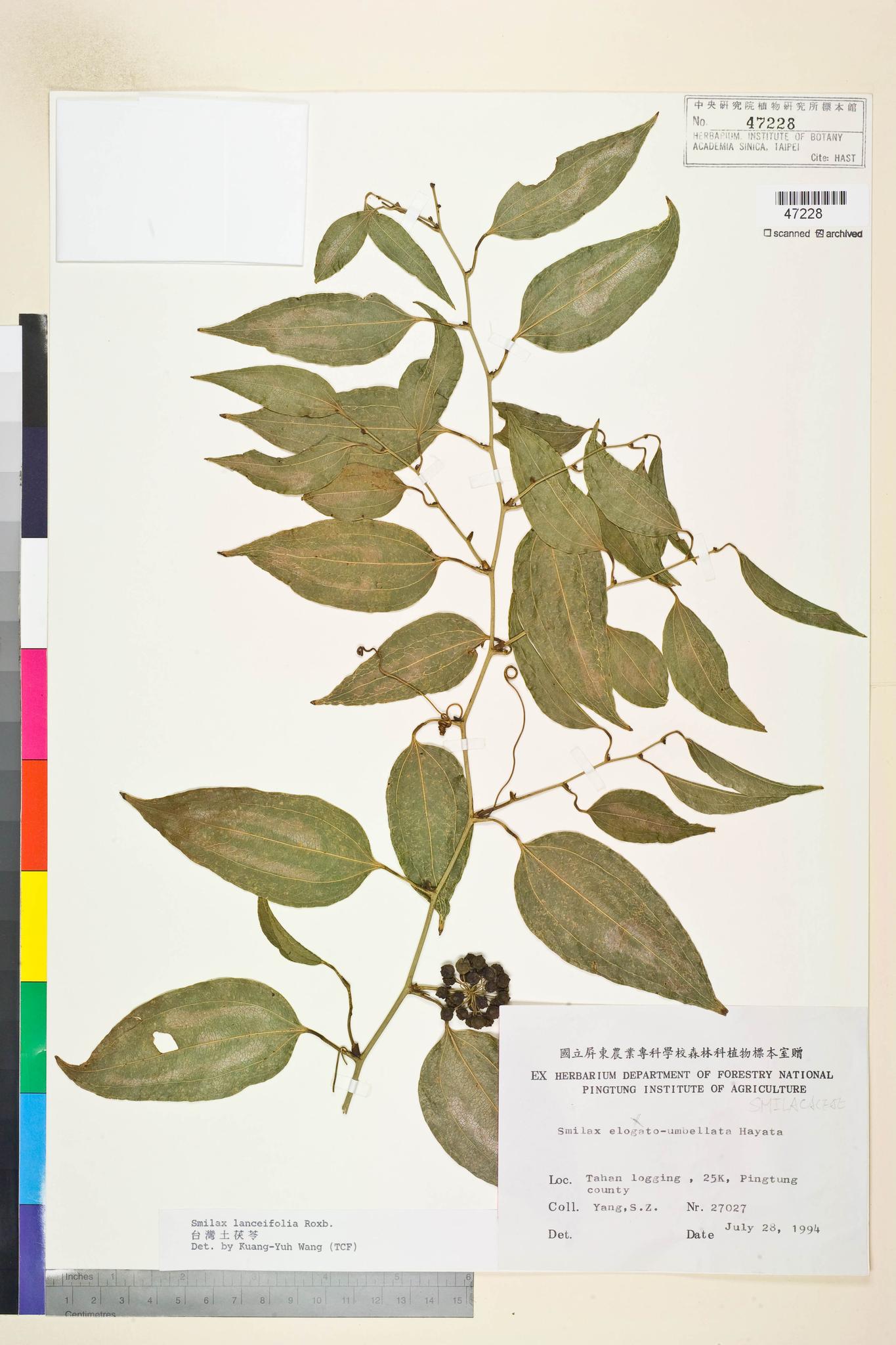 Sample image for viewer