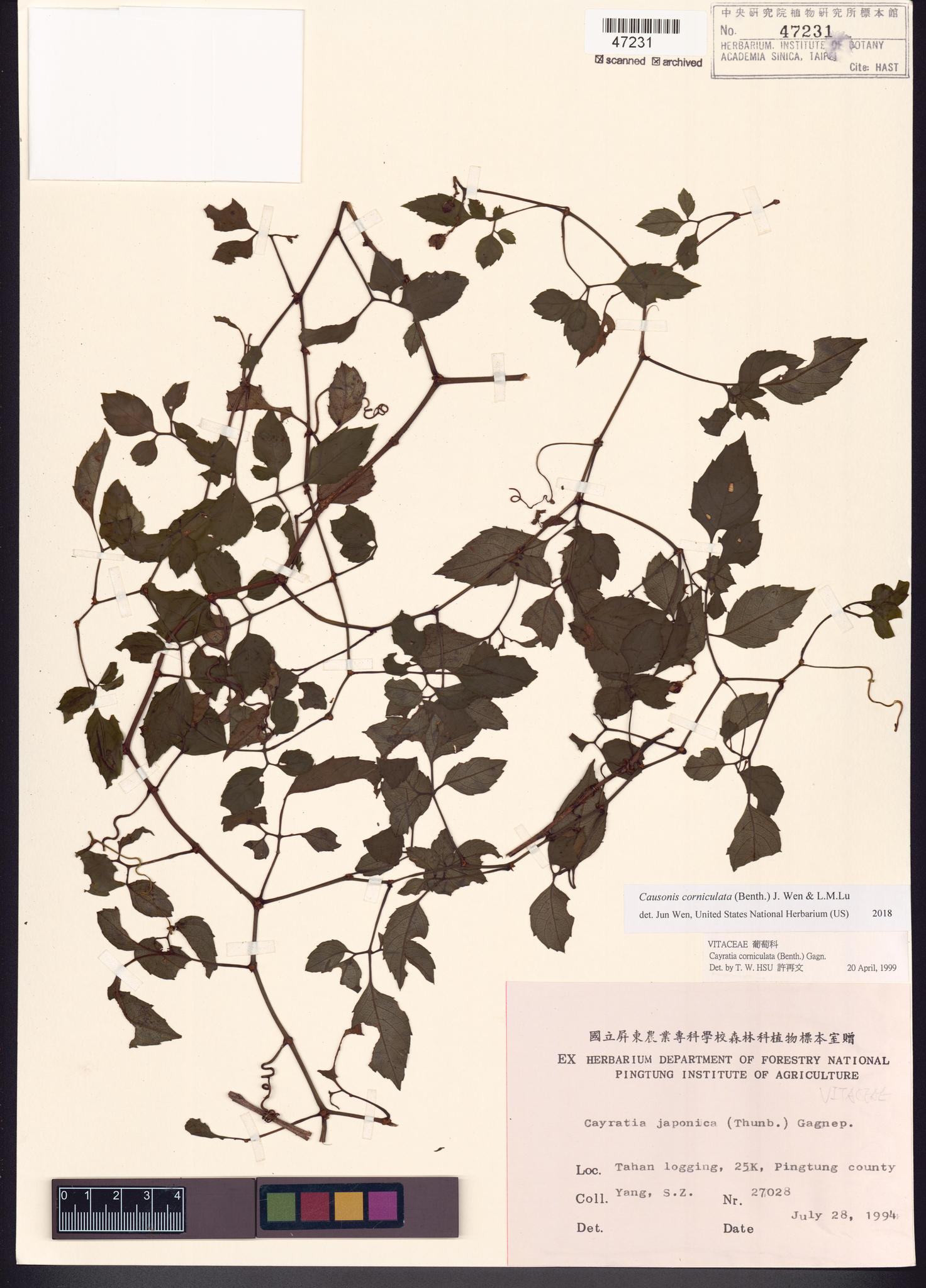 Sample image for viewer