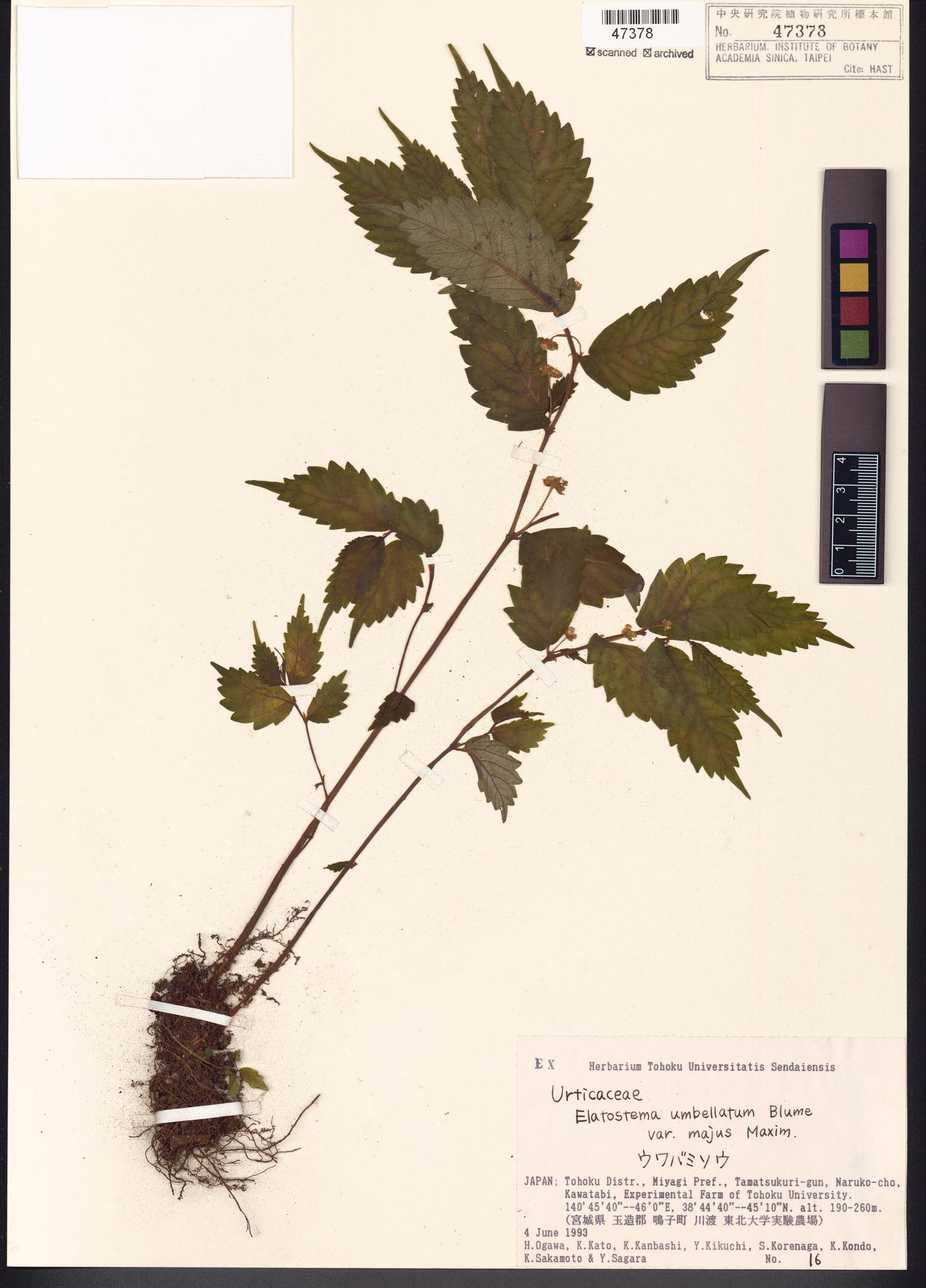 Sample image for viewer