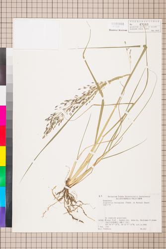 Eragrostis ferruginea (Thunb.) P. Beauv.