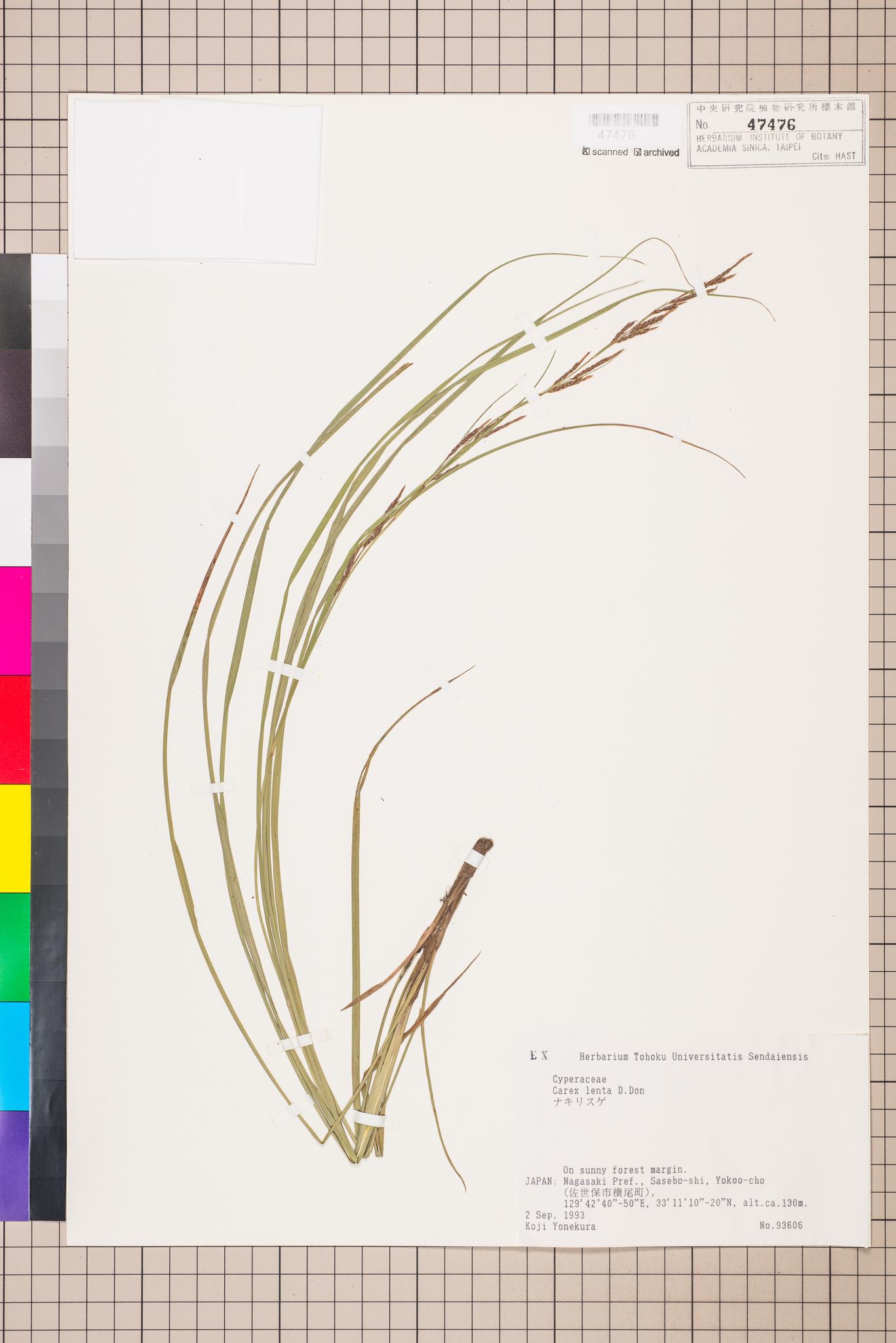 Sample image for viewer