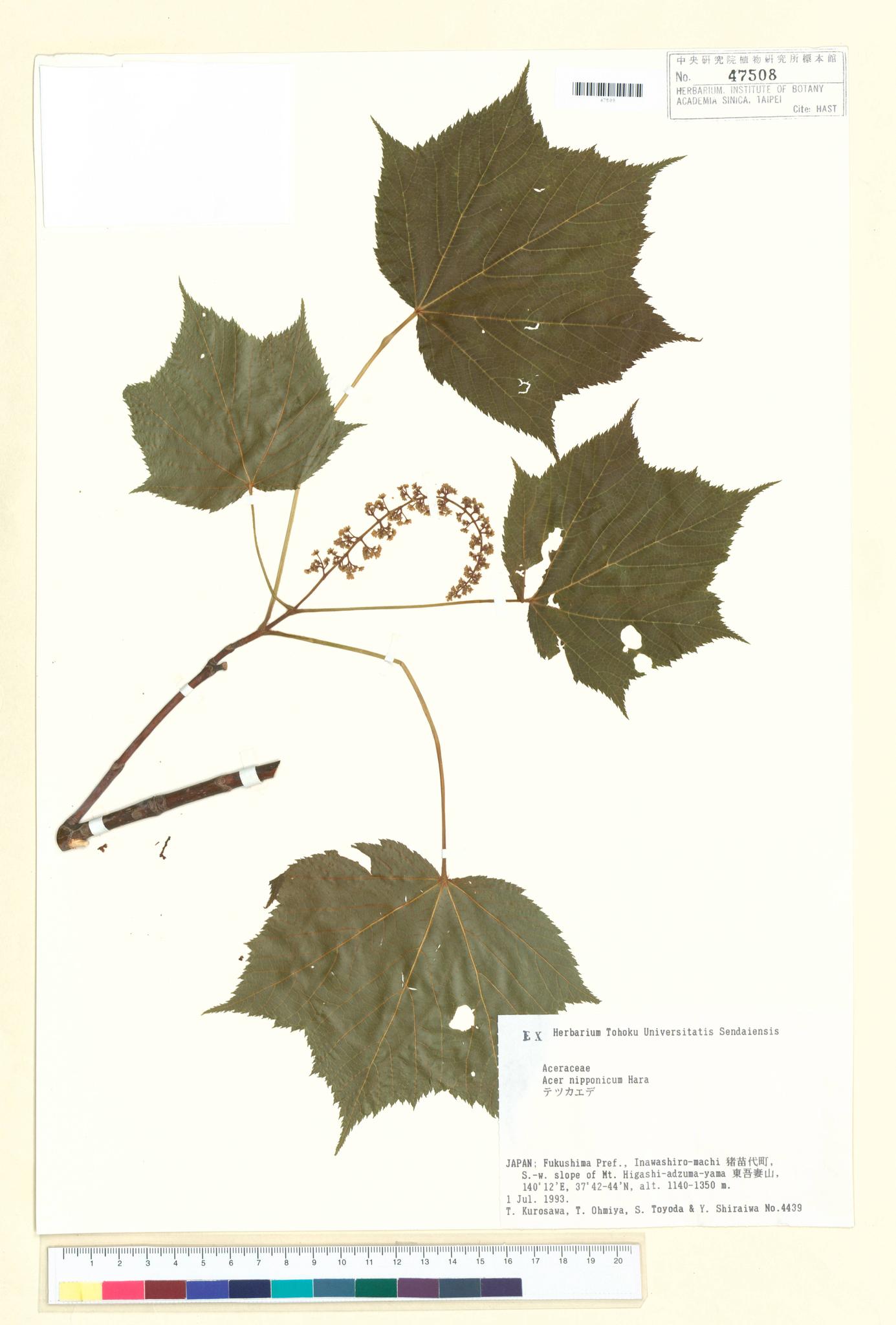 Sample image for viewer