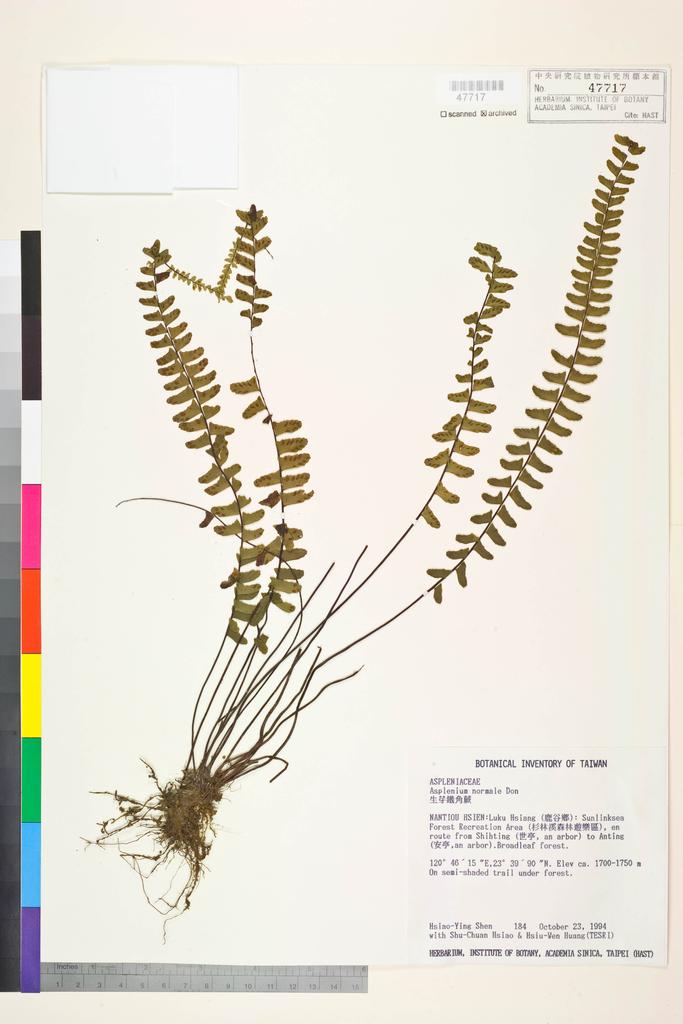 <Unit #9918 Shen, Hsiao-Ying | 沈曉瑩 | 184:: | Asplenium normale D. Don>