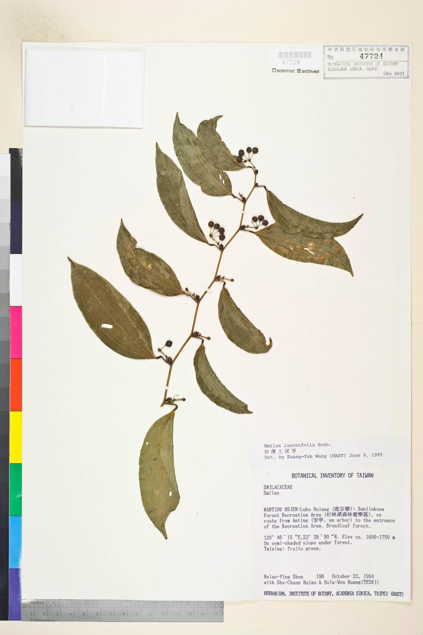 Sample image for viewer