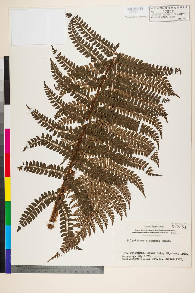 <Unit #128821  | 267351:: | Polystichum × suginoi Sa. Kurata>