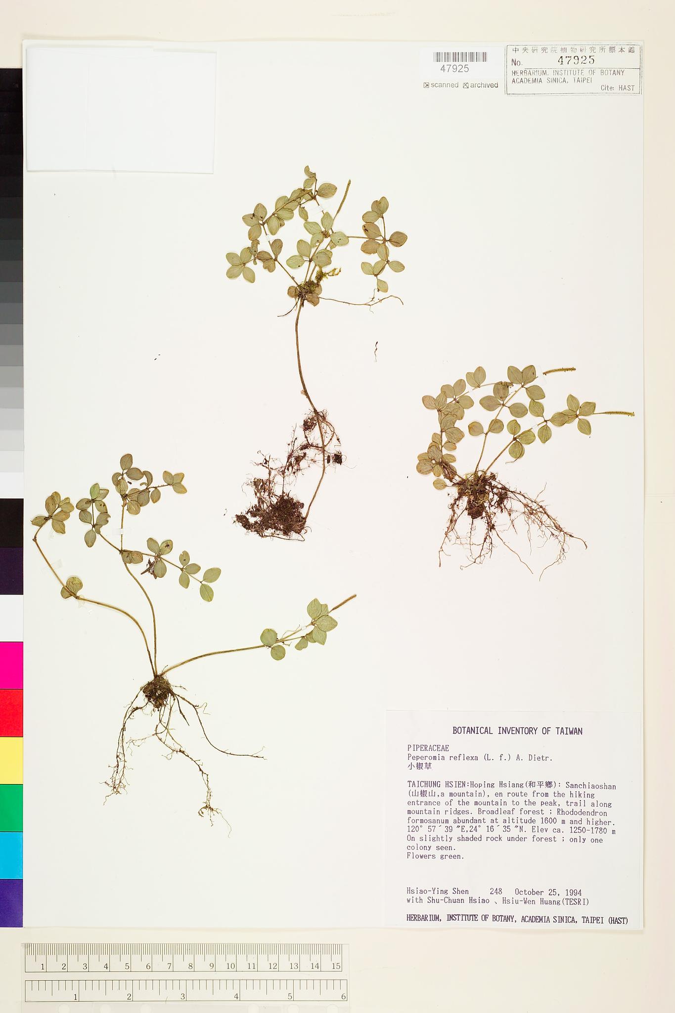 Sample image for viewer