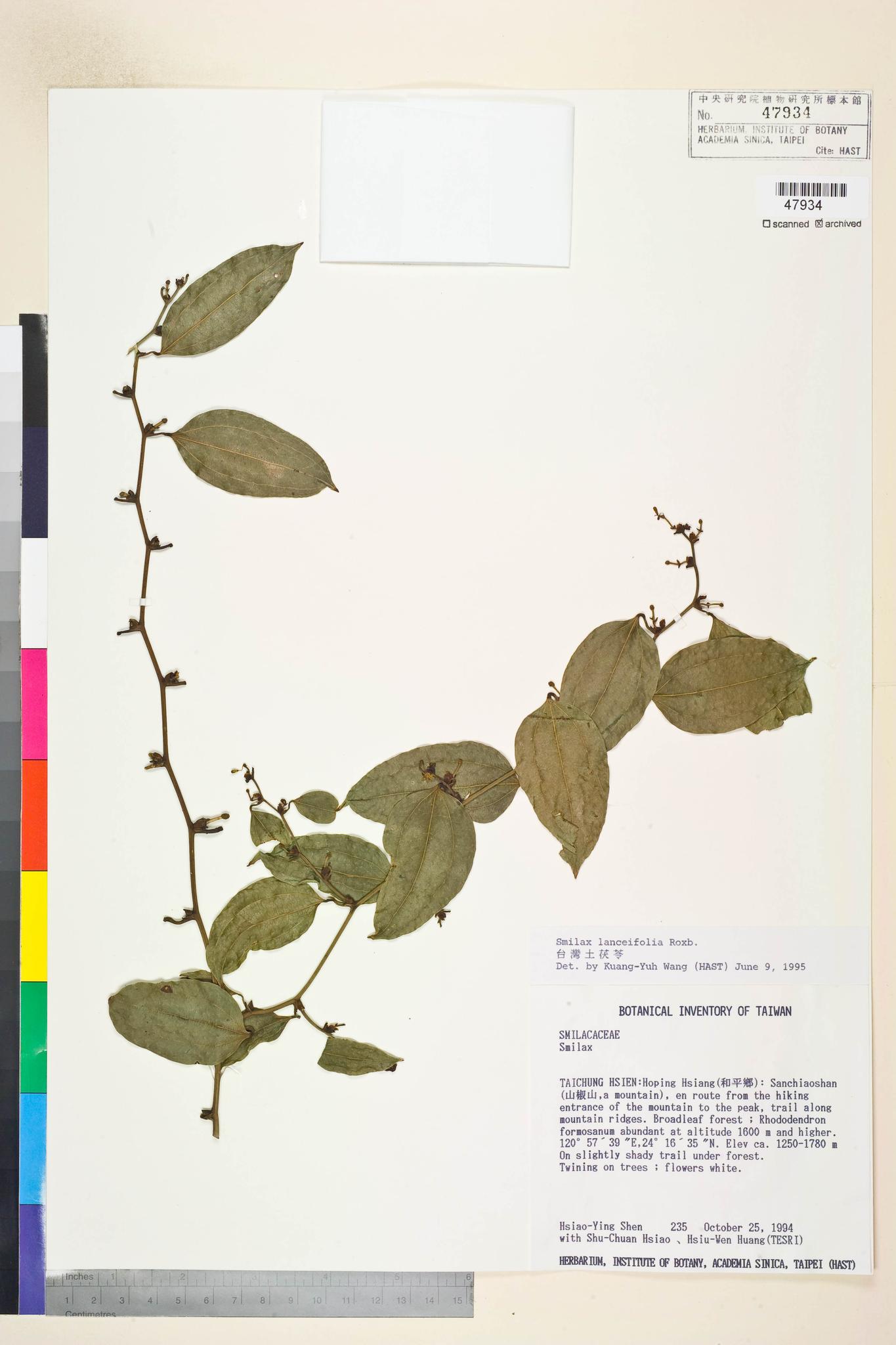 Sample image for viewer