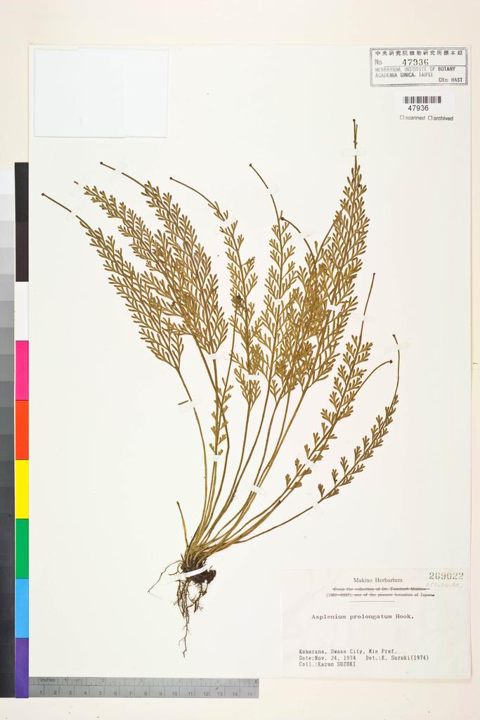 <Unit #128379  | 269022:: | Asplenium prolongatum Hook.>