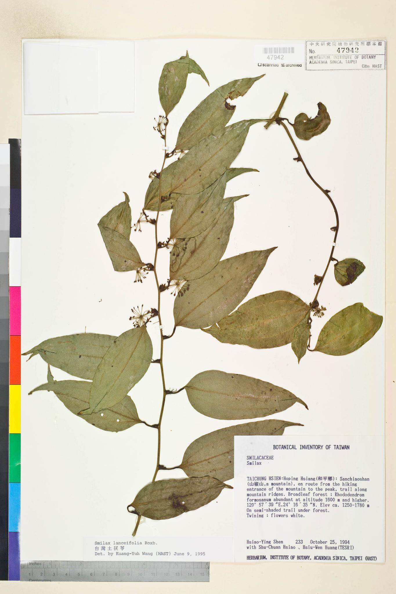 Sample image for viewer