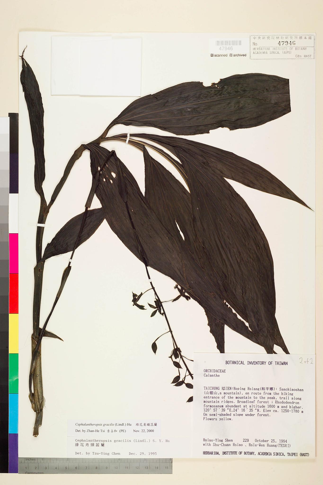 Sample image for viewer