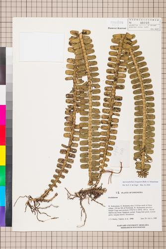 Agrostophyllum