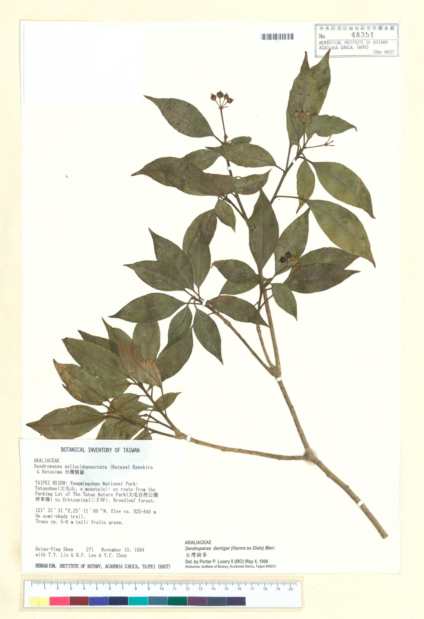 Sample image for viewer