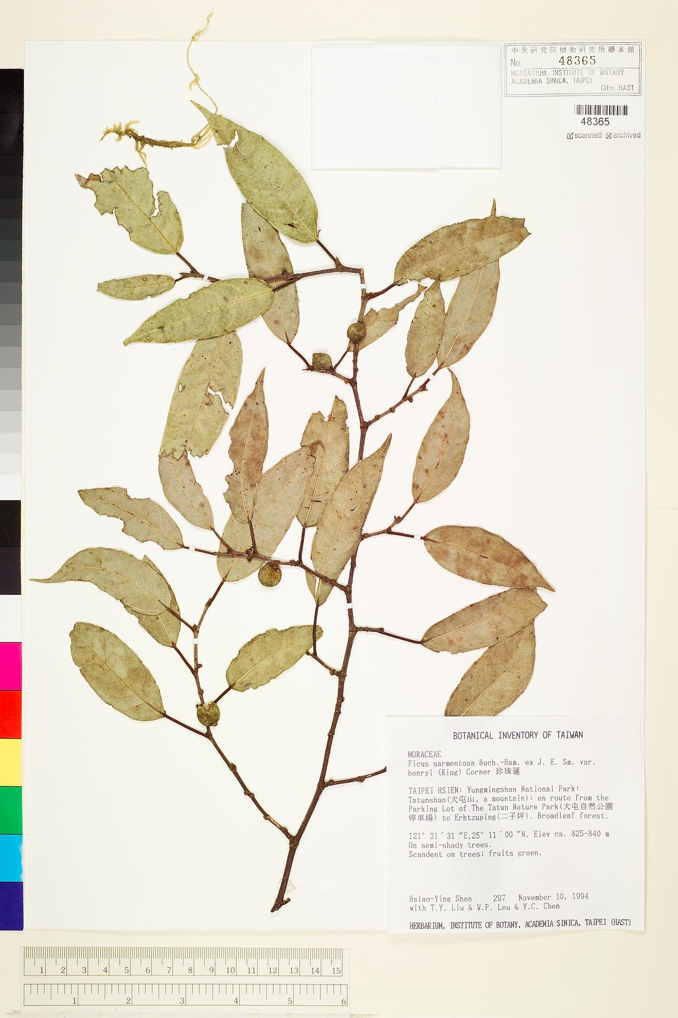 Sample image for viewer